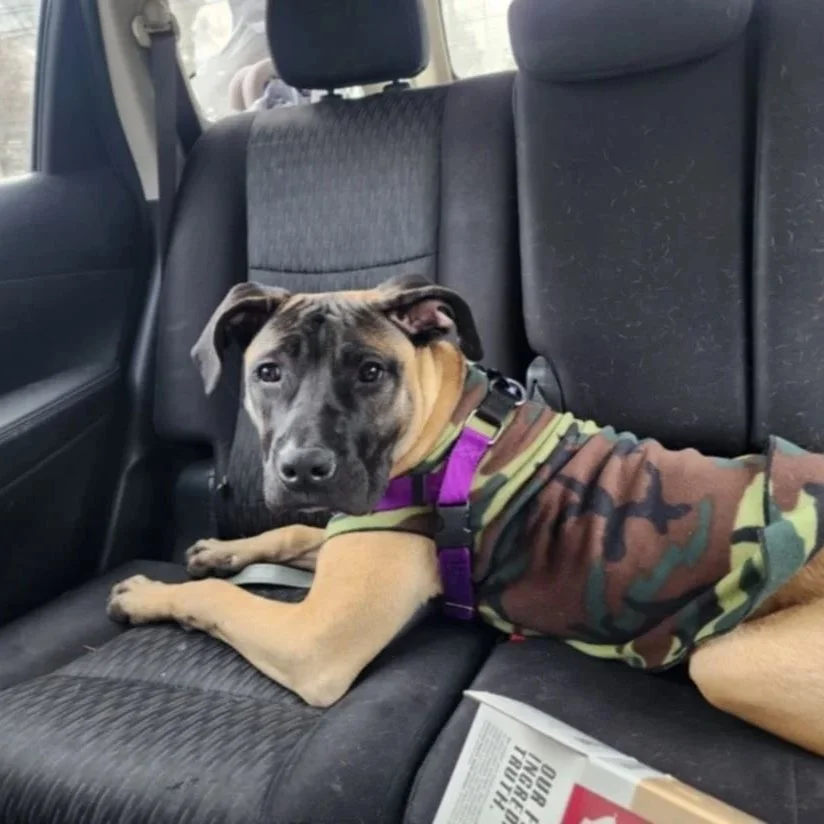 Garcia - PA Kennel License 16187