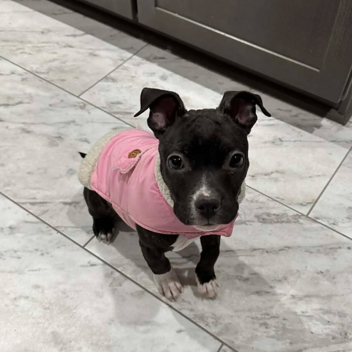 Judy Hopps - PA Kennel License 16187