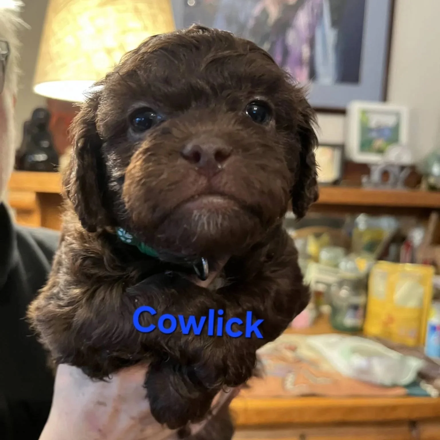 Cowlick - PA Kennel License 16187