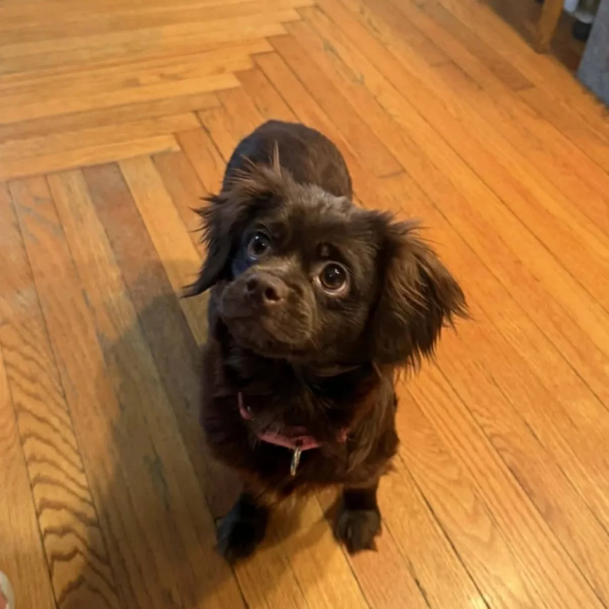 Clarice - PA Kennel License 16187