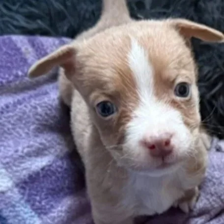 Kirby - male - PA Kennel License 16187