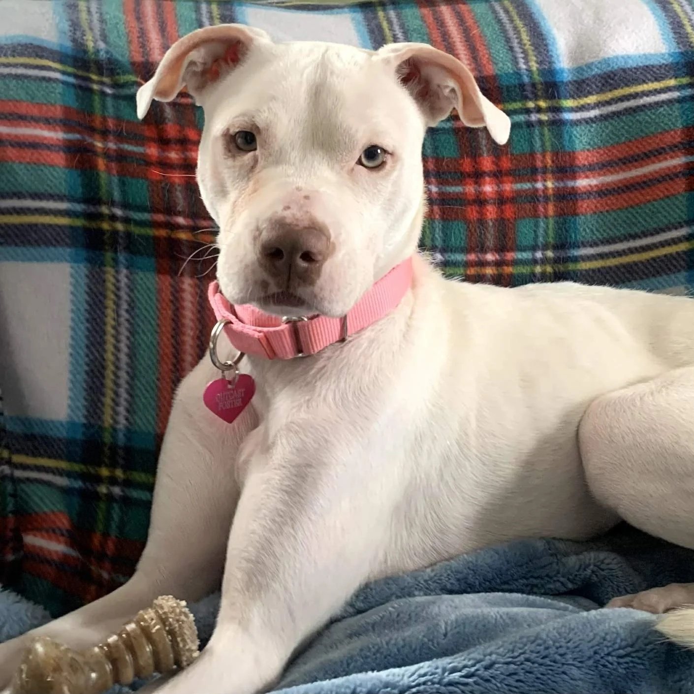 Peppermint Patti - PA Kennel License 16187