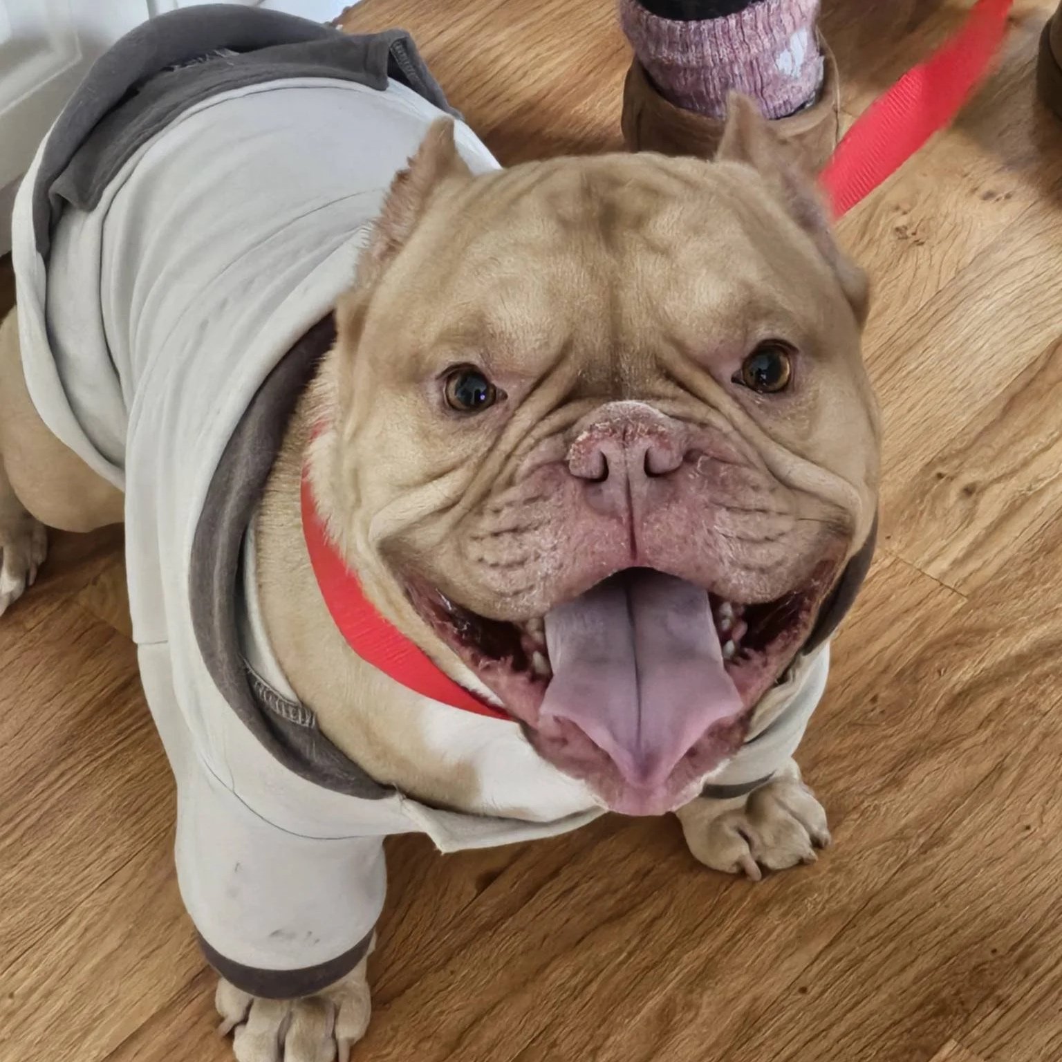 Jig - PA Kennel License 16187