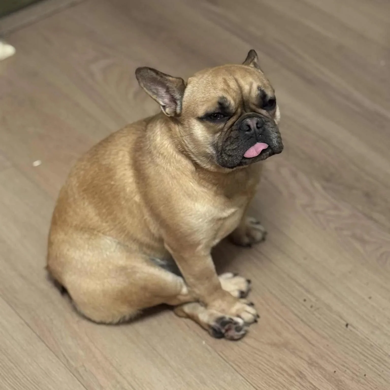 Fishy - On prescription diet - PA Kennel License 16187