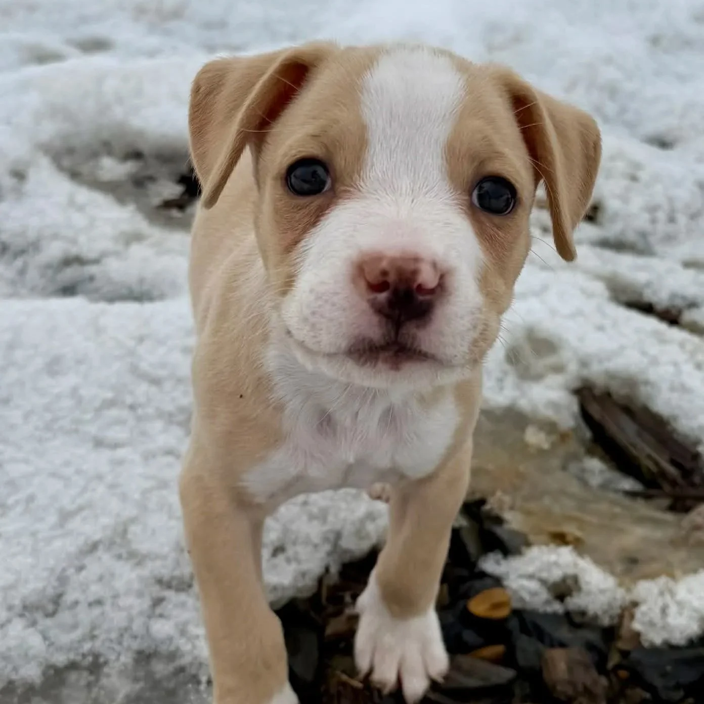 Roomba - PA Kennel License 16187