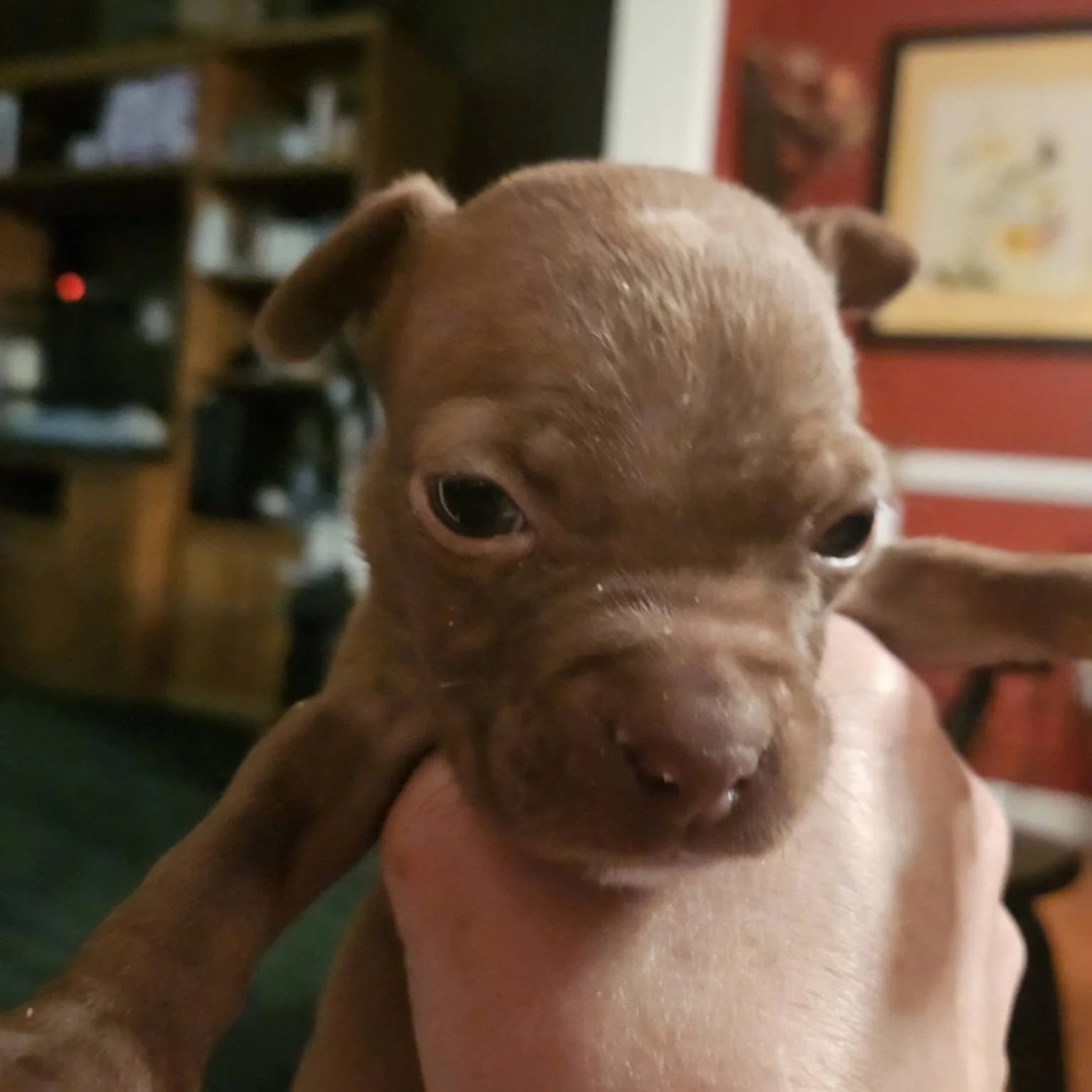 Laurel - female - PA Kennel License 16187