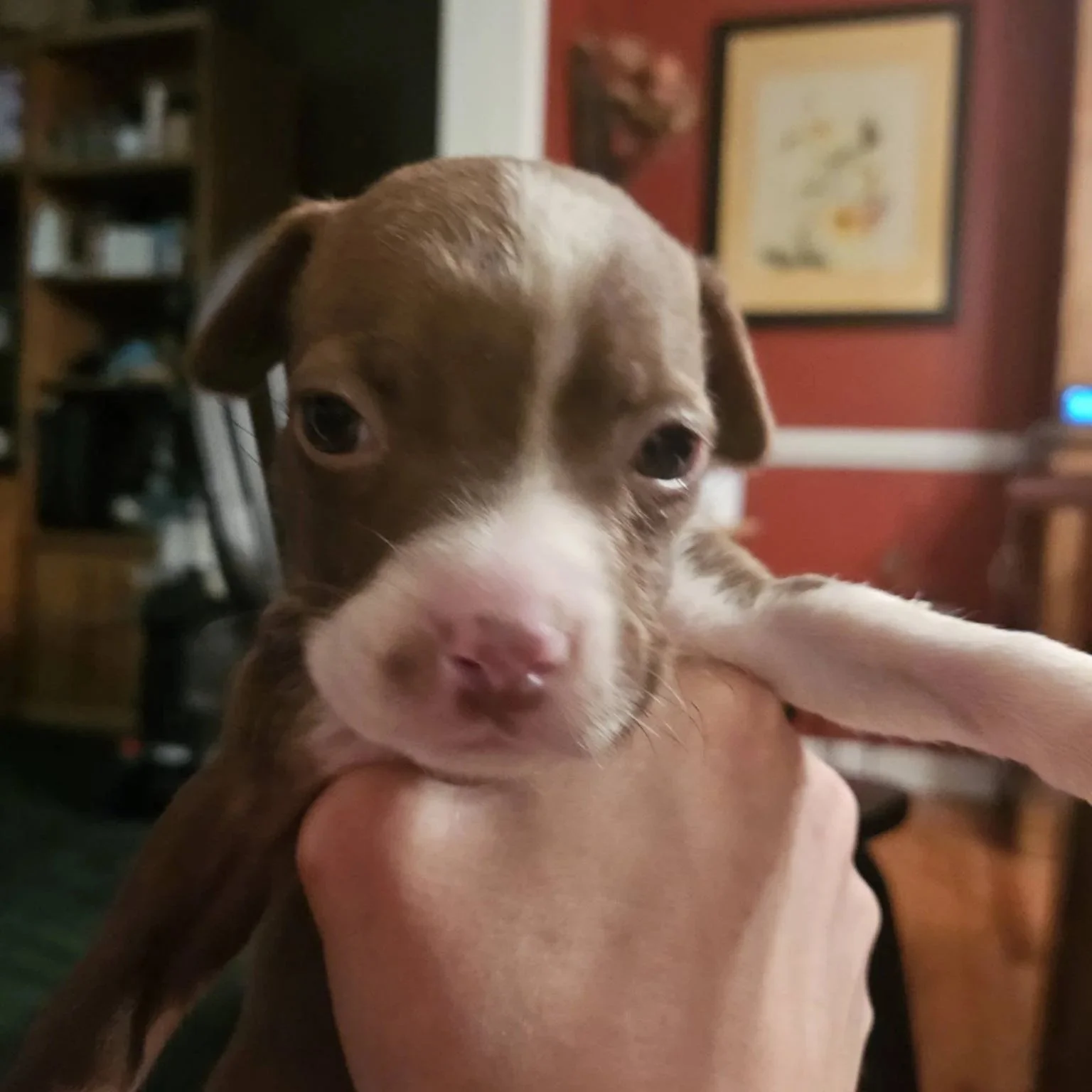 Monroe - female - PA Kennel License 16187