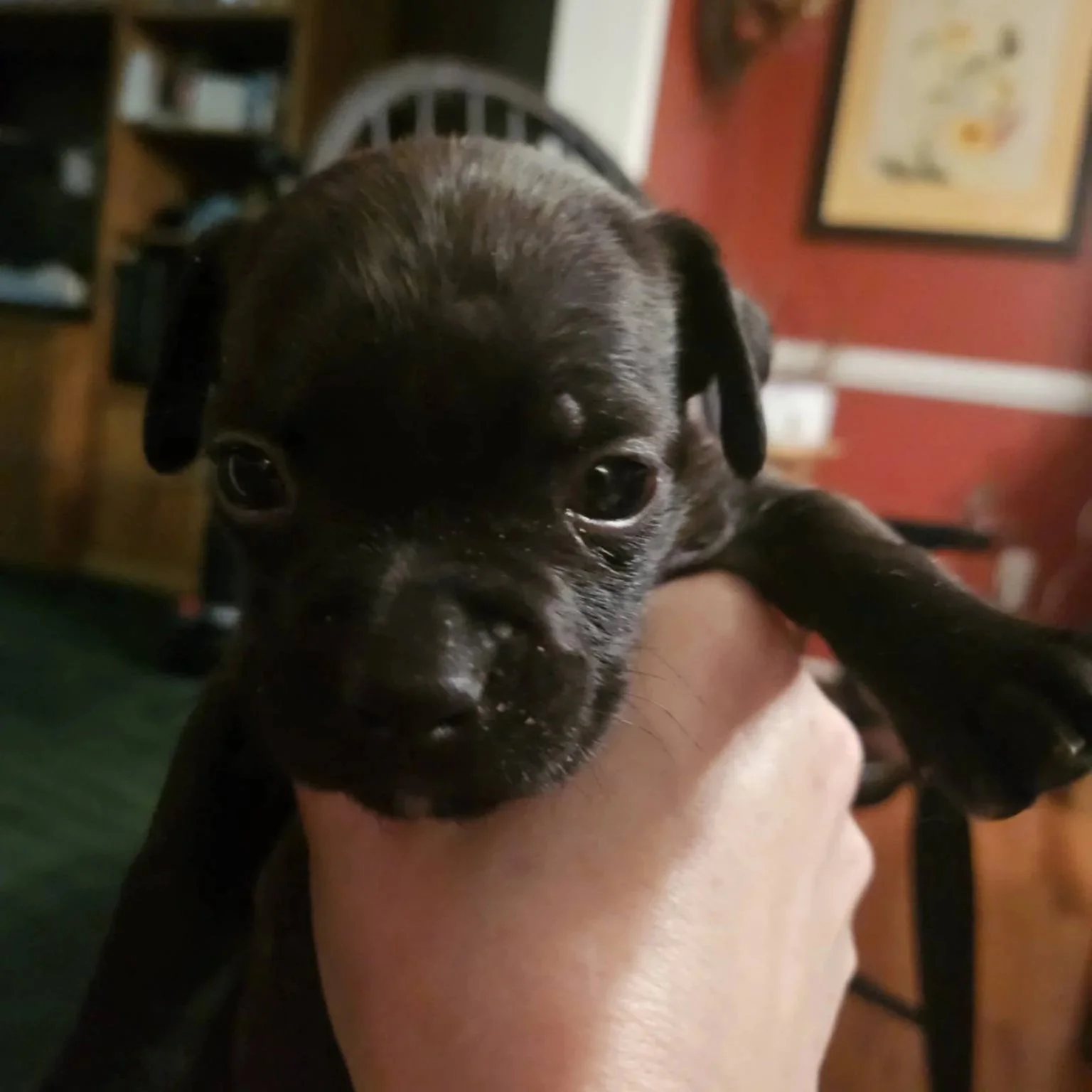 Haven - female - PA Kennel License 16187