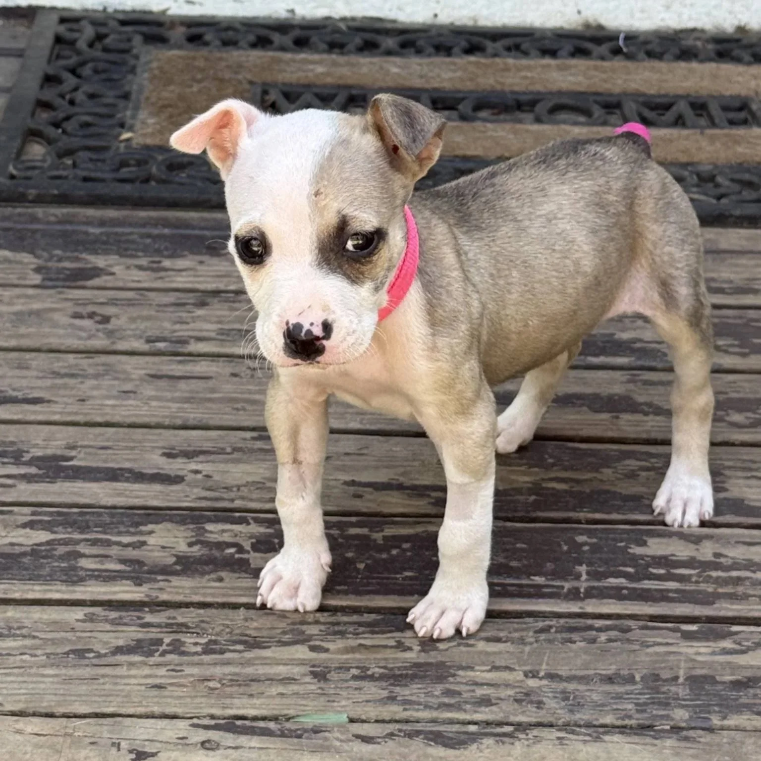 Guava - PA Kennel License 16187