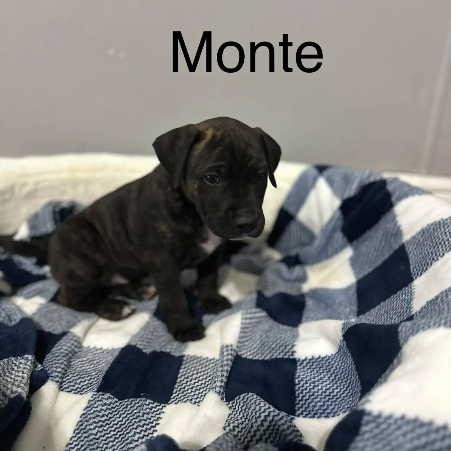 Monte - Male - PA Kennel License 16187