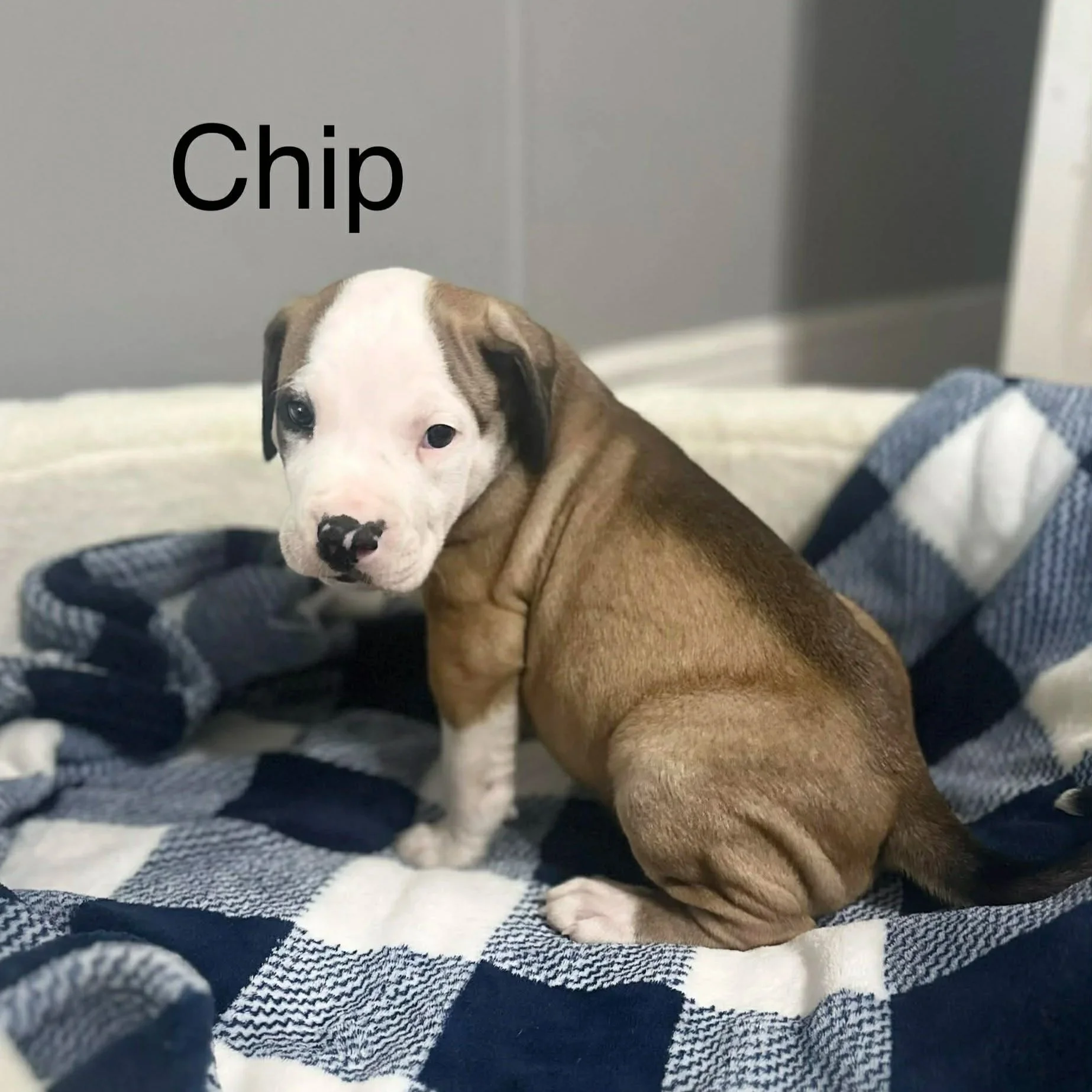 Chip - Male - PA Kennel License 16187