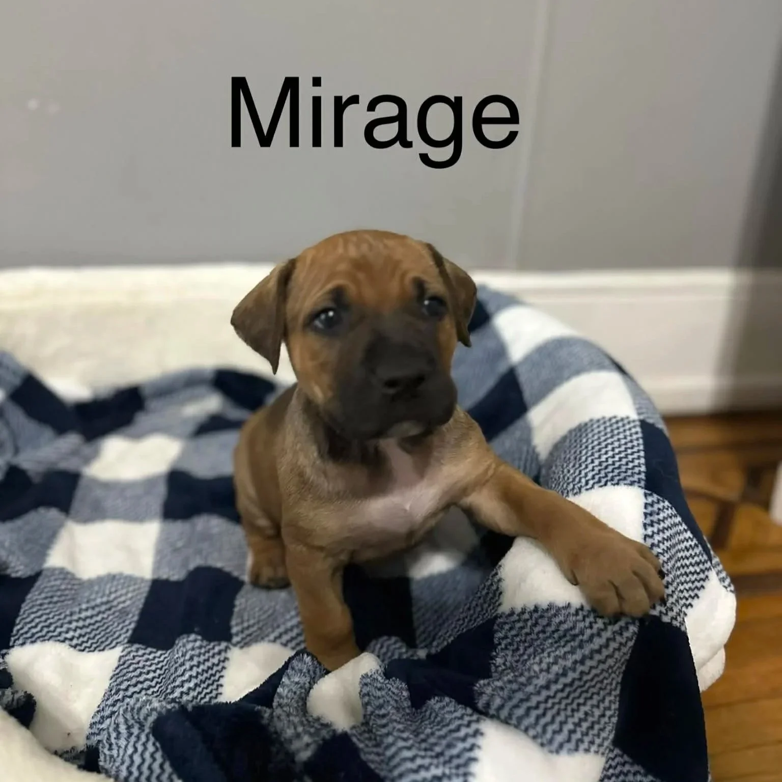 Mirage - Male - PA Kennel License 16187