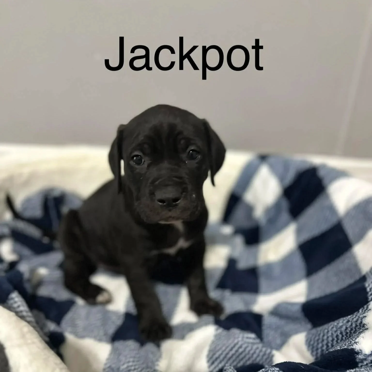 Jackpot - Male - PA Kennel License 16187