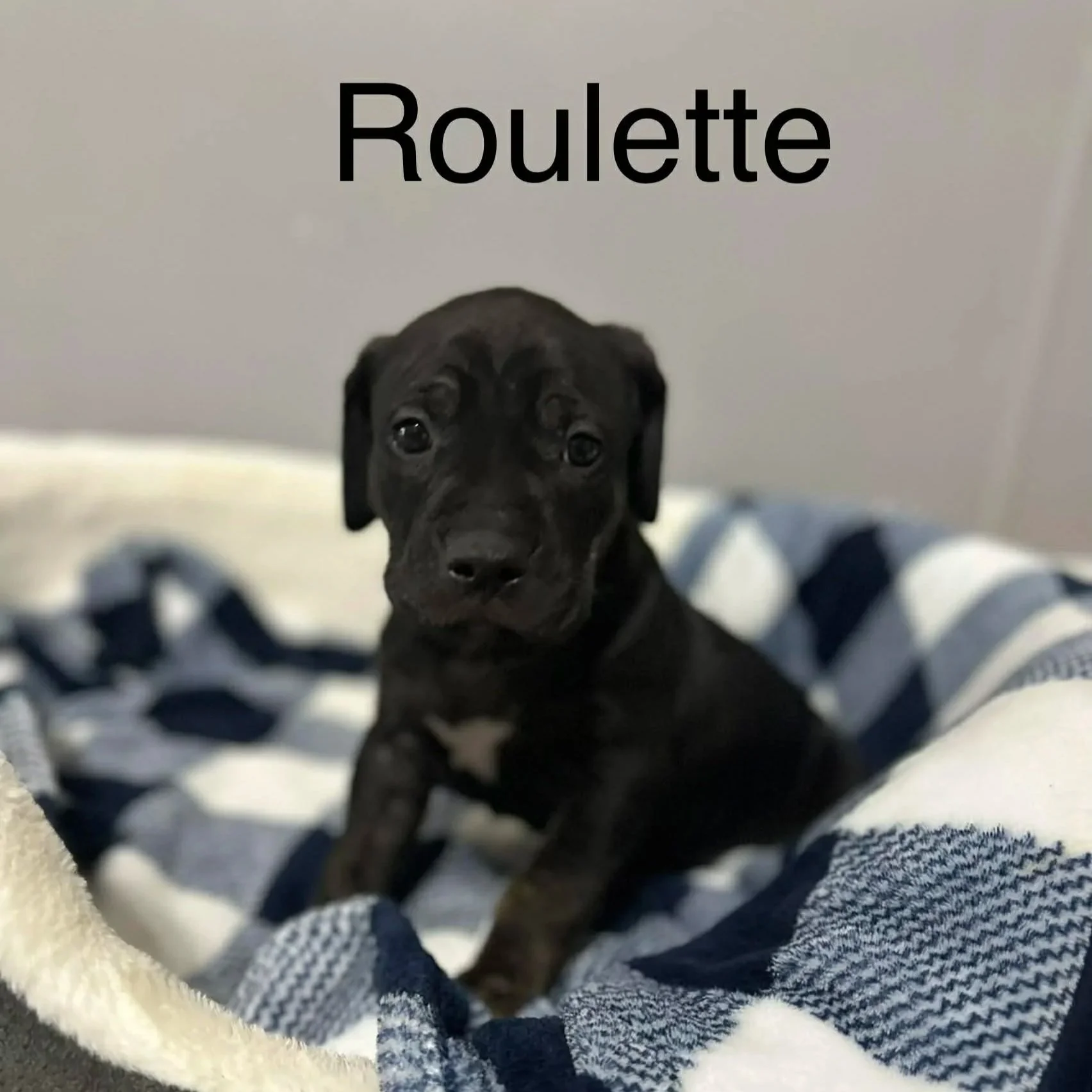 Roulette - Male - PA Kennel License 16187