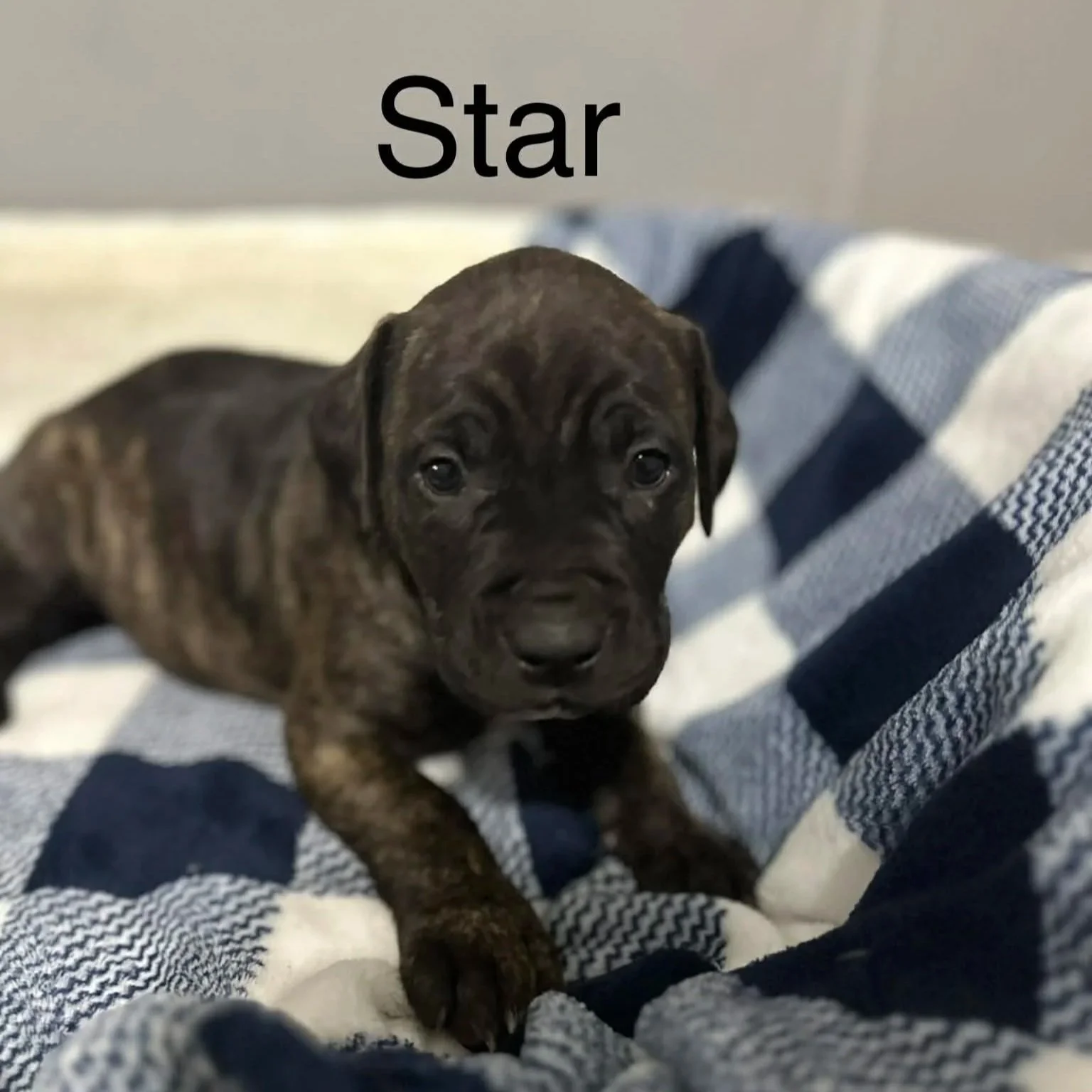 Star - Female - PA Kennel License 16187
