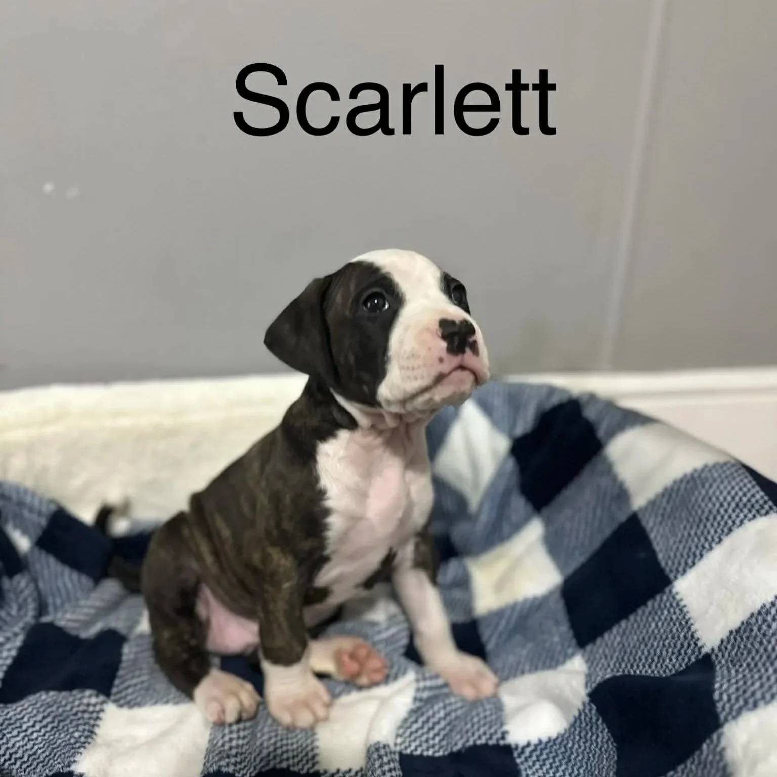 Scarlett - Female - PA Kennel License 16187