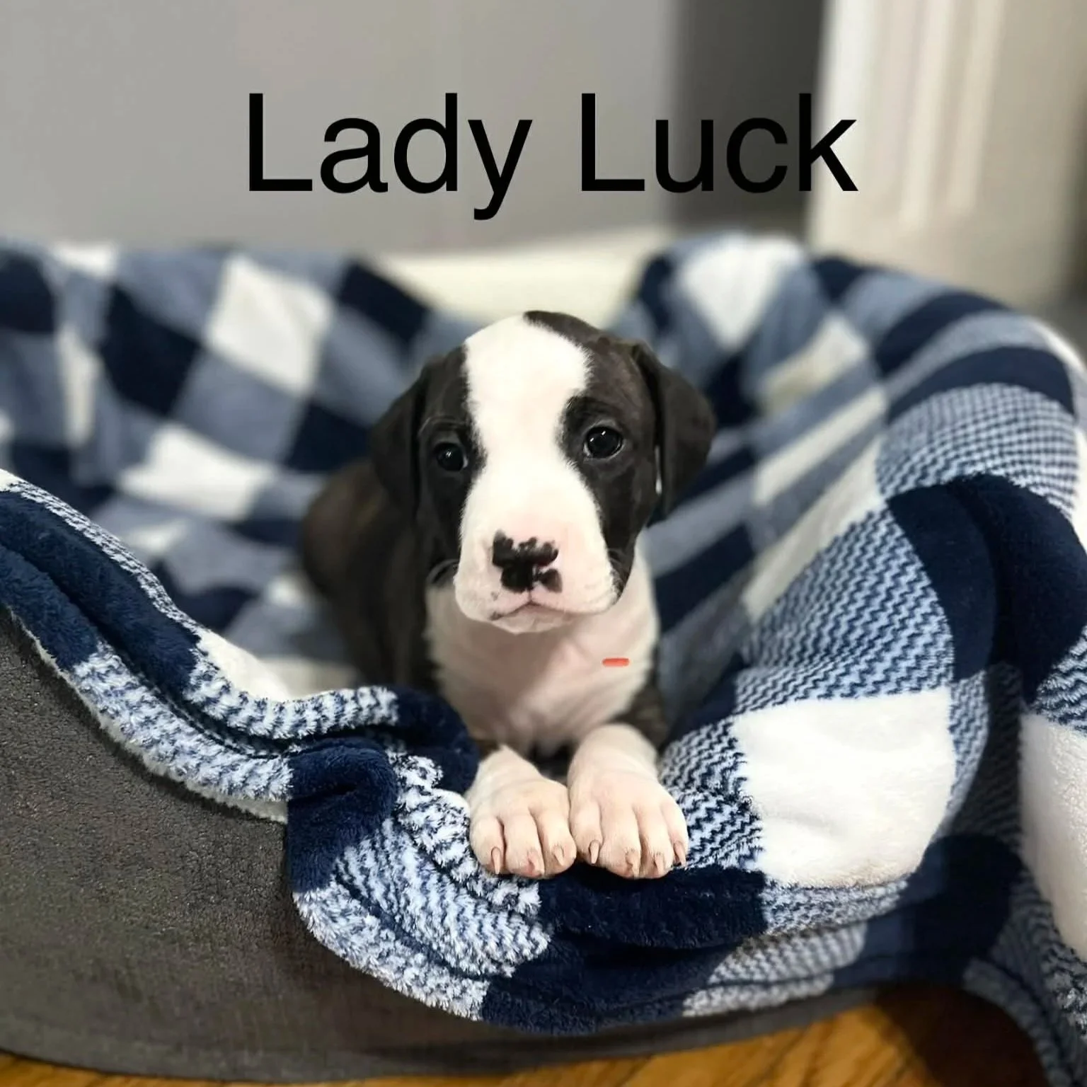 Lady Luck - Female - PA Kennel License 16187