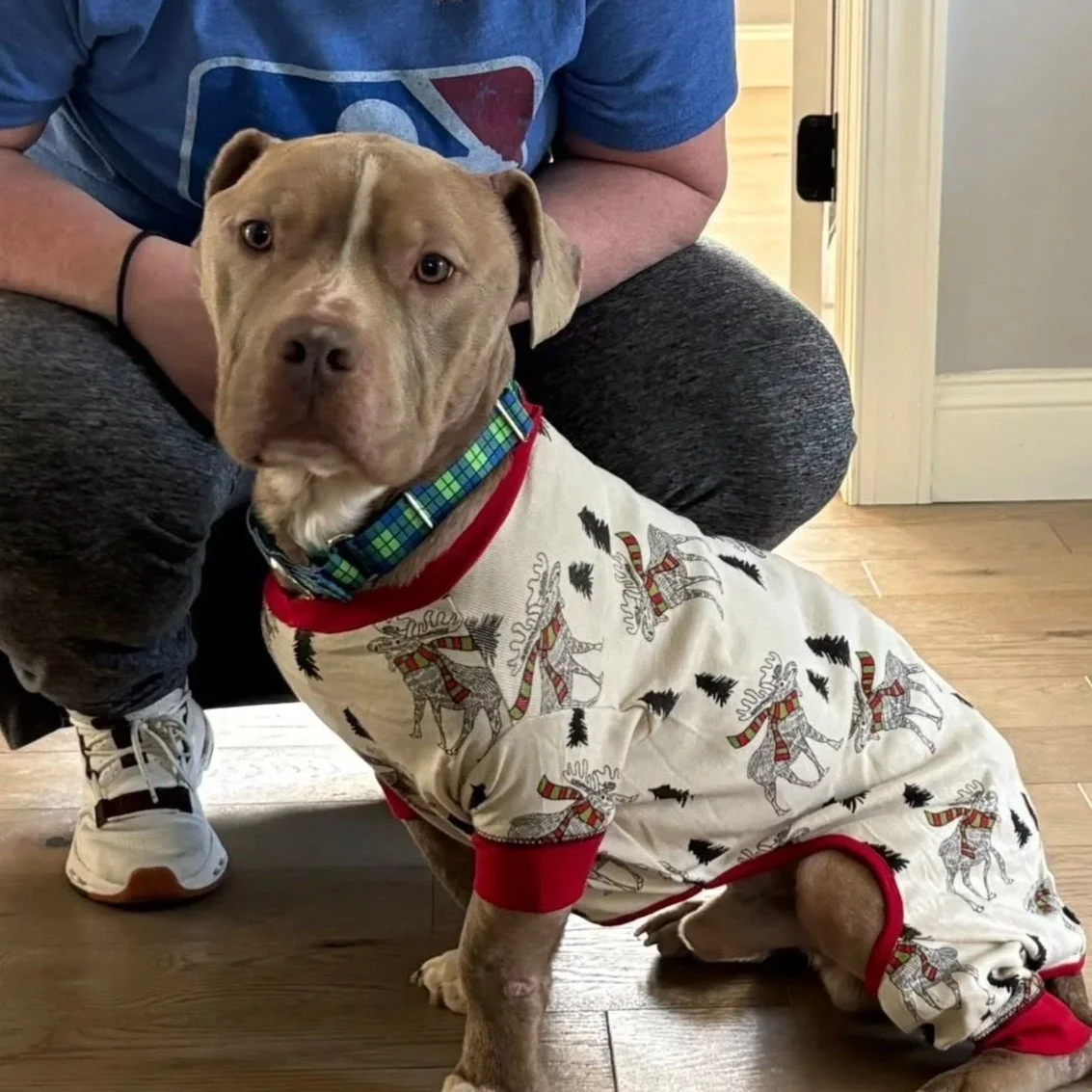 Moose Man - PA Kennel License 16187