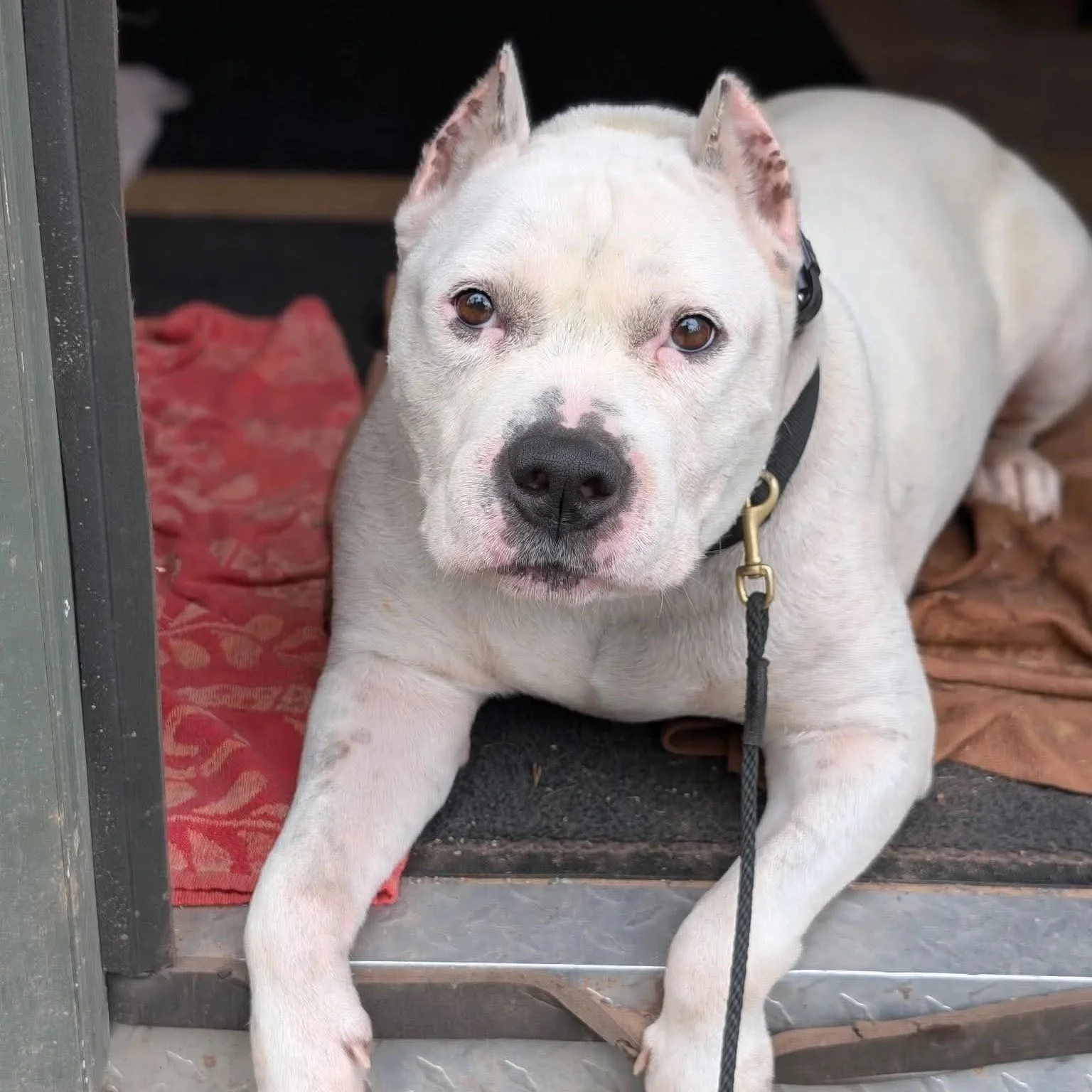 Picasso - No Other Animals - PA Kennel License 16187