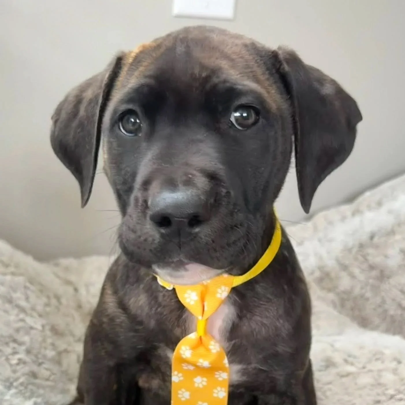 Monte - PA Kennel License 16187