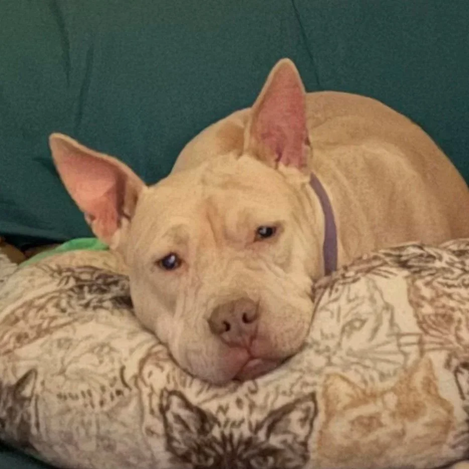 Irene - PA Kennel License 16187