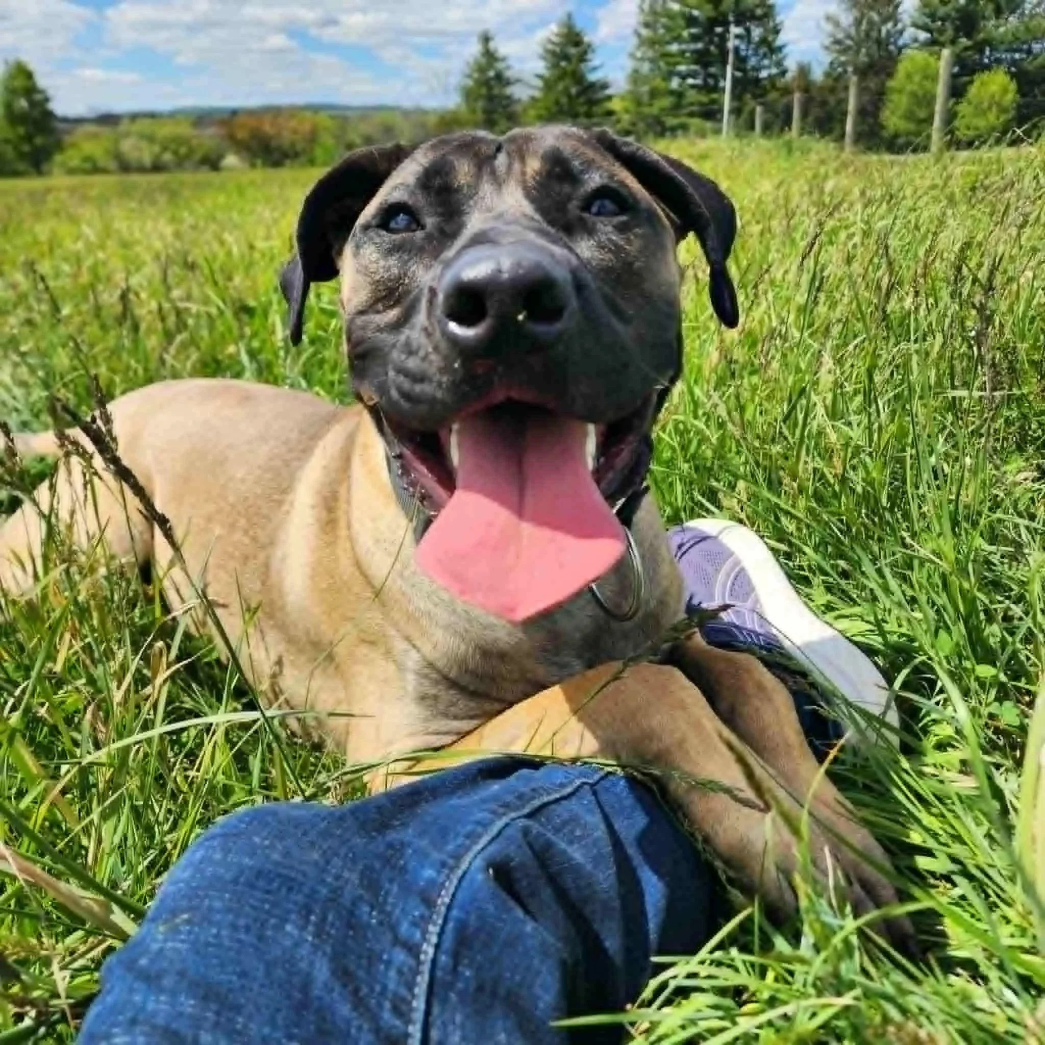 Garcia - PA Kennel License 16187
