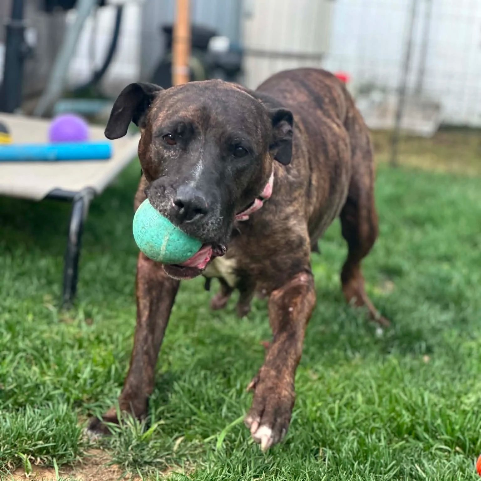 Viva - PA Kennel License 16187