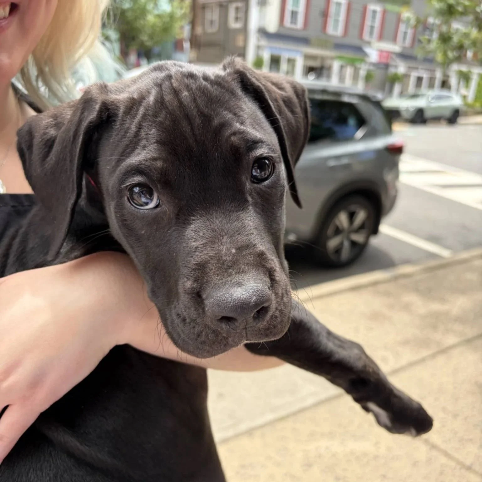 Jack Pot - PA Kennel License 16187