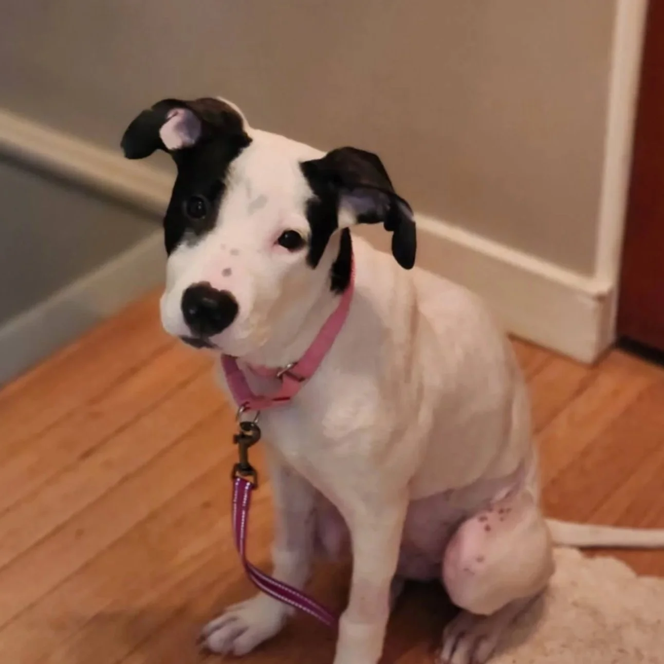 Cookie - PA Kennel License 16187