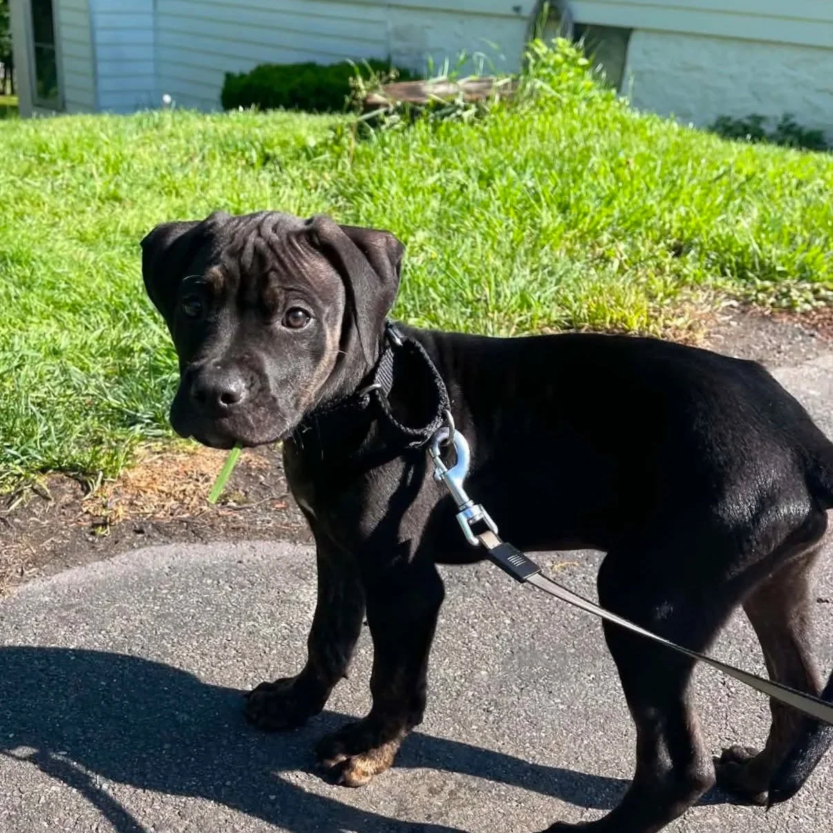 Roulette - PA Kennel License 16187