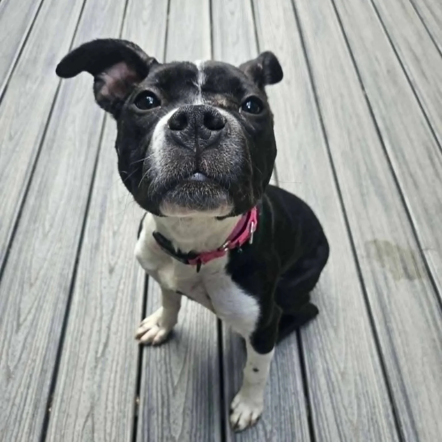 Scotti - female - PA Kennel License 16187