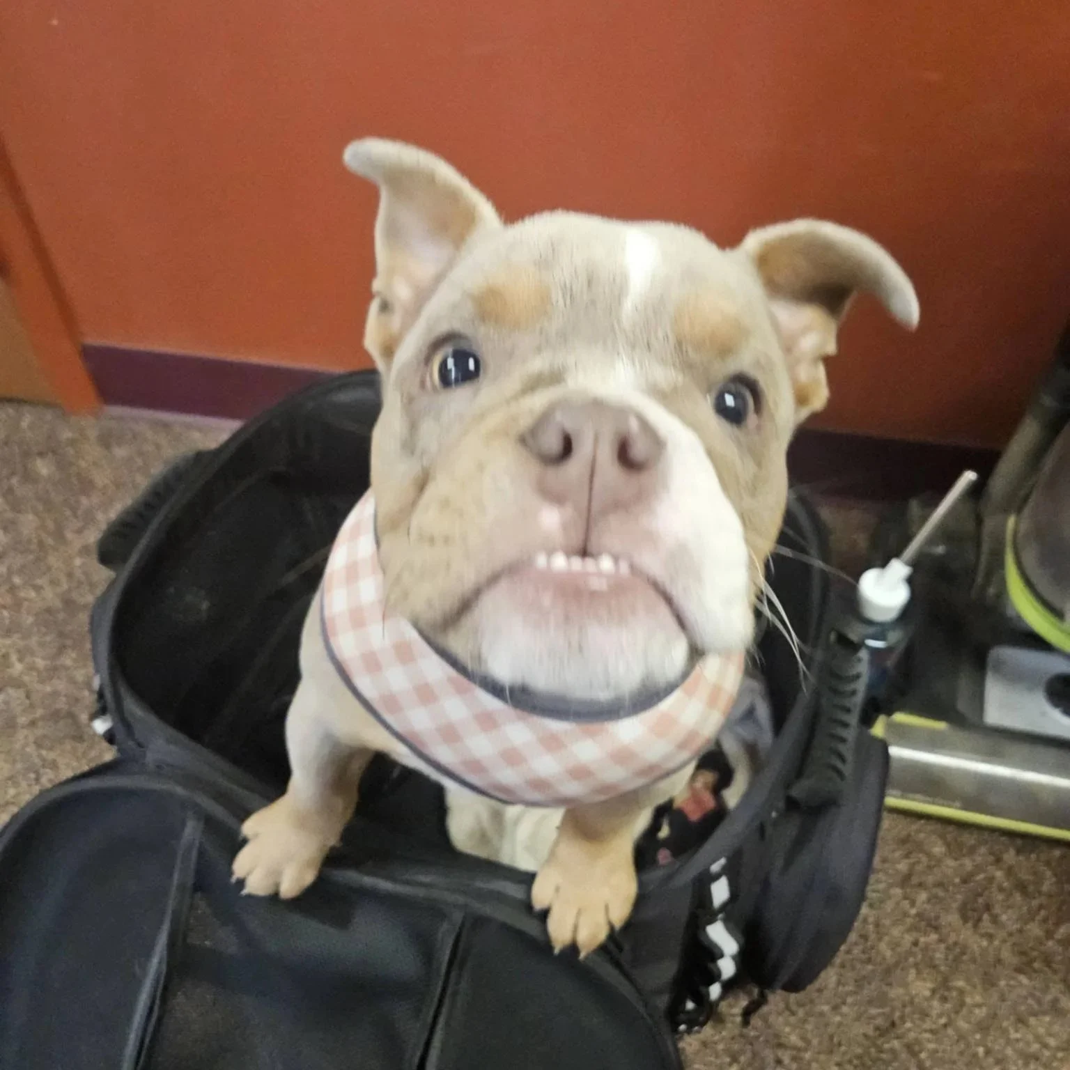 Berle - PA Kennel License 16187