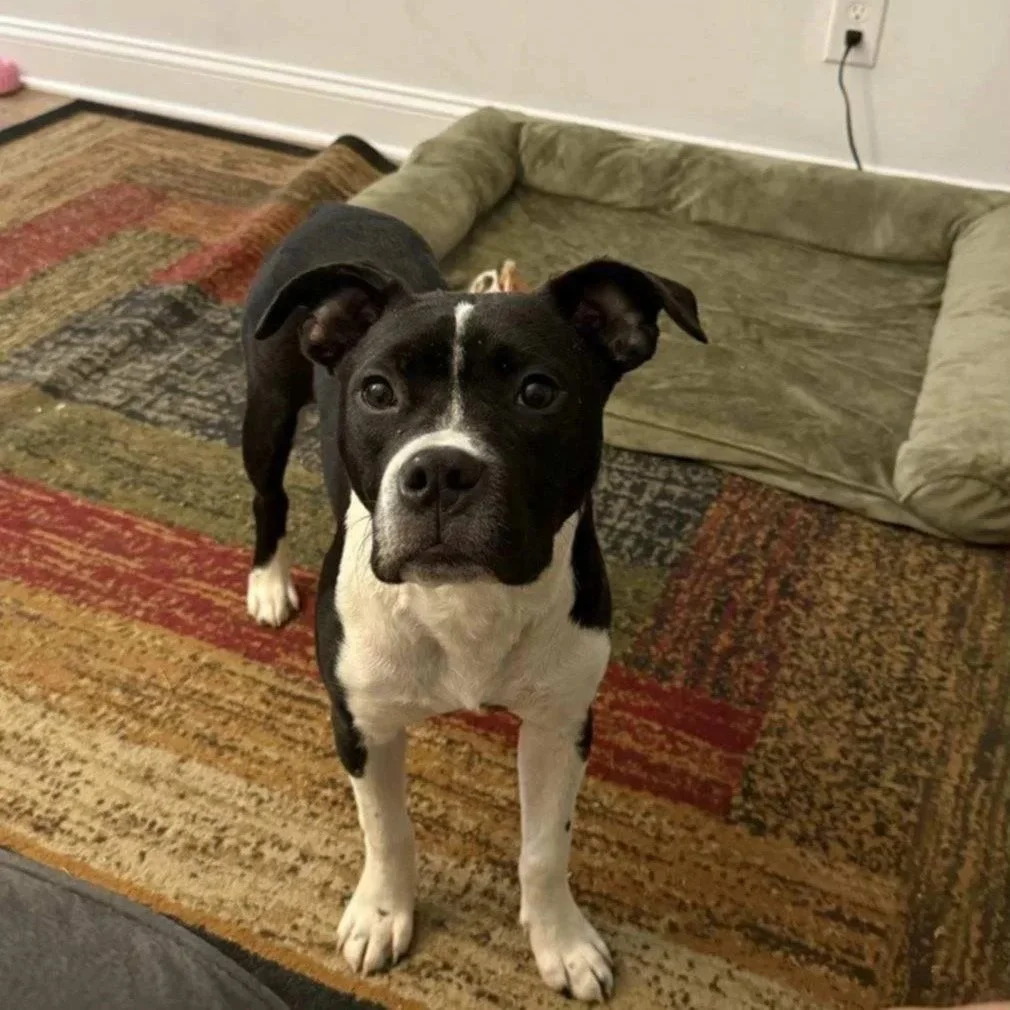 Scotti - Female - PA Kennel License 16187