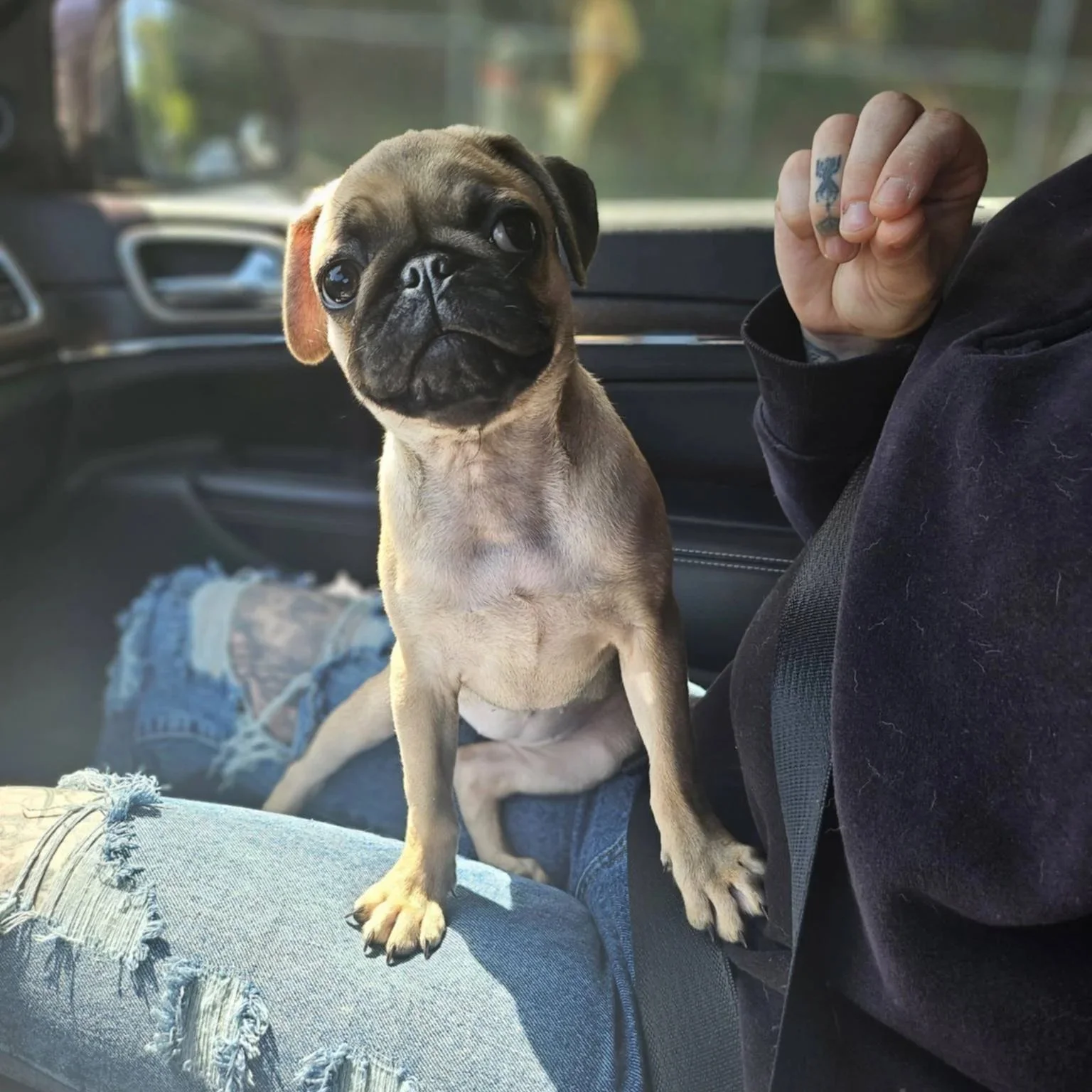 Bug the Pug - male - PA Kennel License 16187