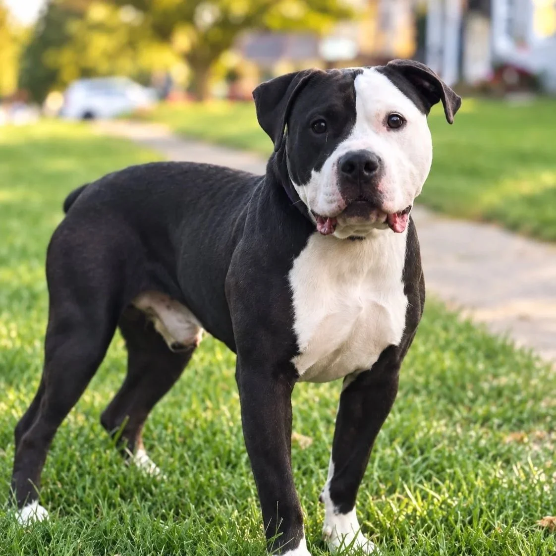 Rex - PA Kennel License 16187