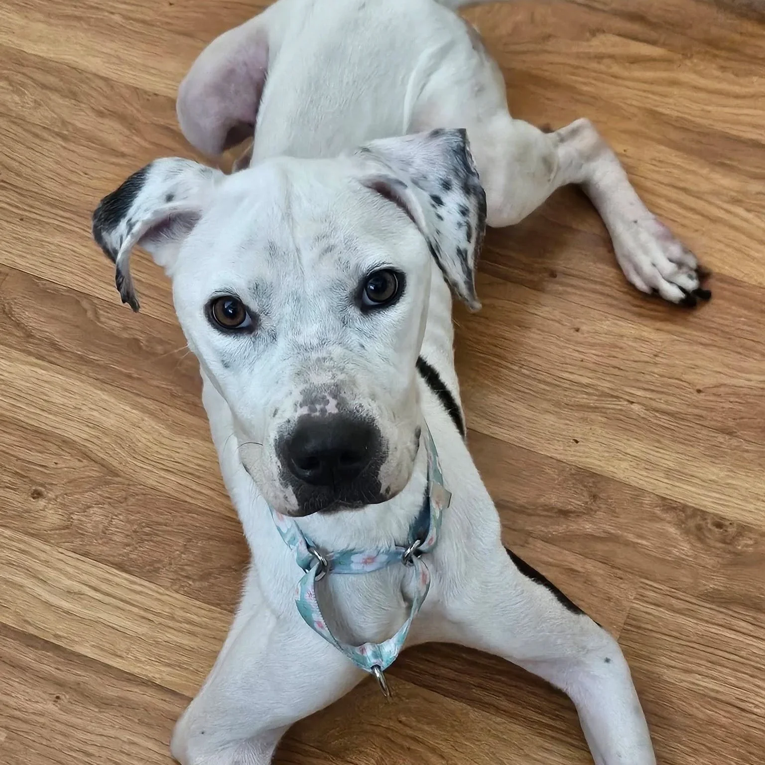 Tofu - PA Kennel License 16187