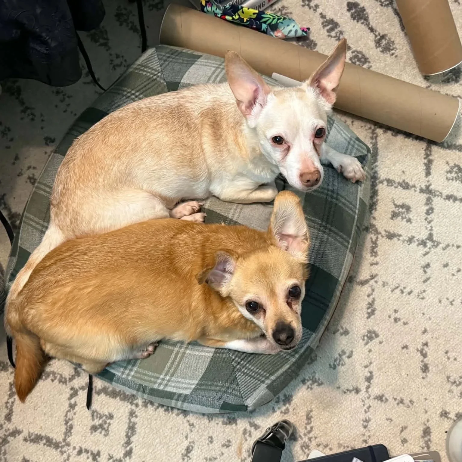 Blanca &amp; Suzie - bonded senior chiweenies - PA Kennel License 16187
