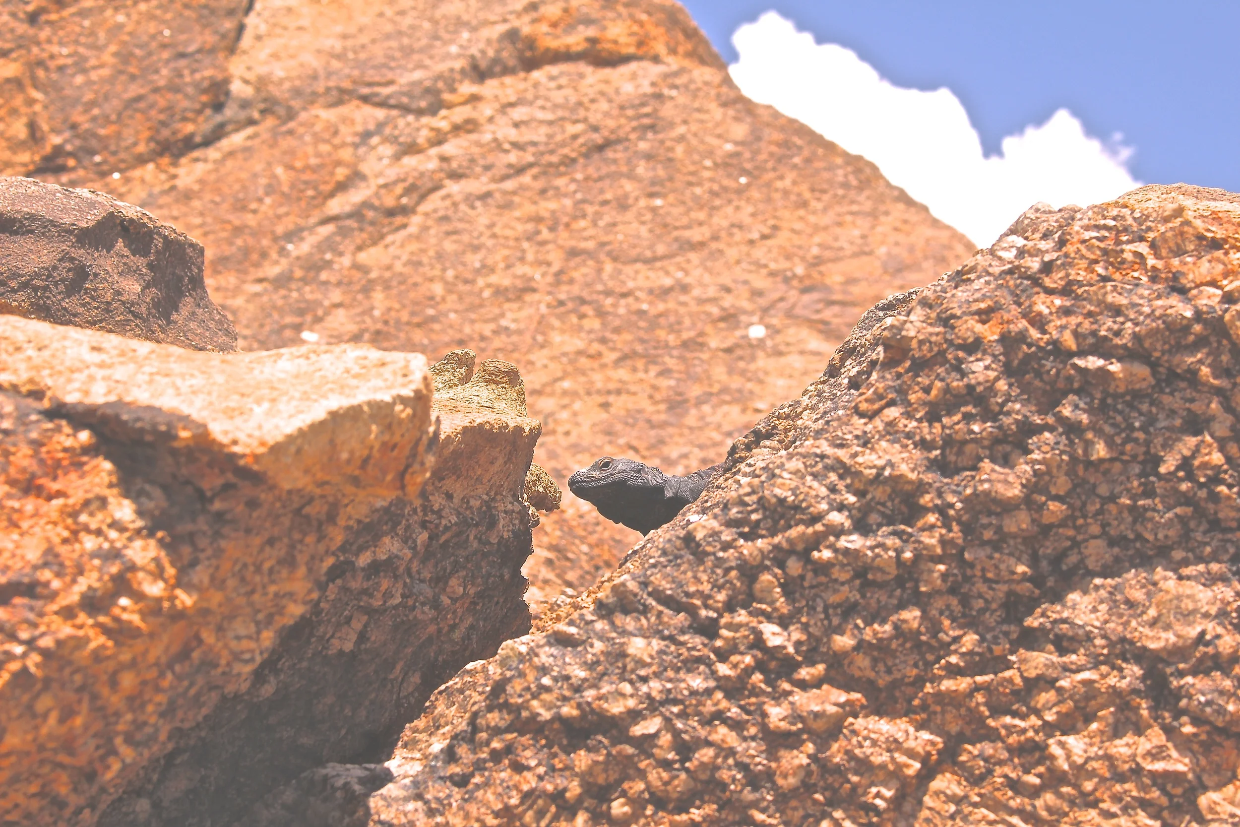 Joshua Tree_May 2015_IMG_5832.JPG