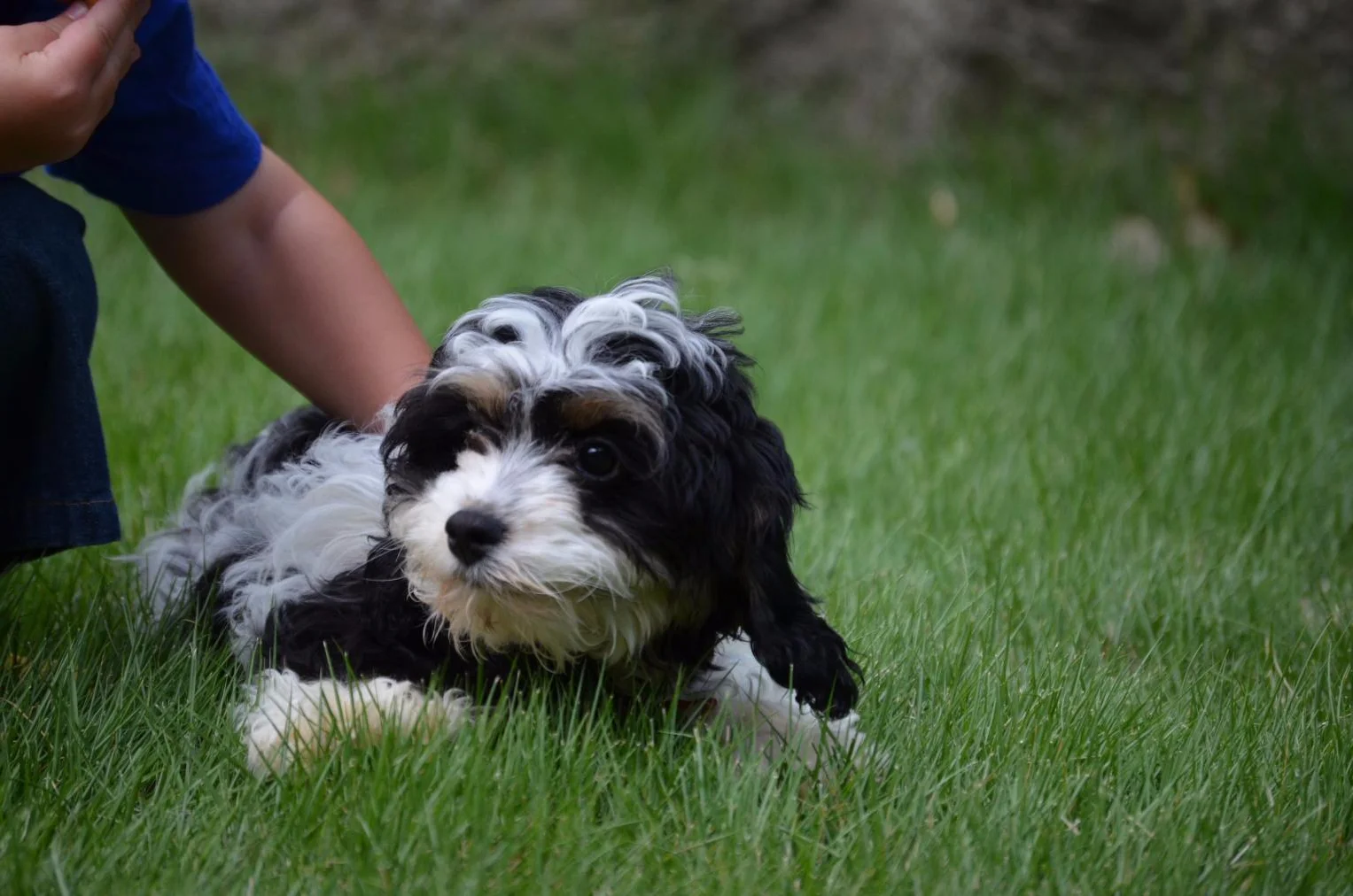 Springer Spoodle Springerdoodles