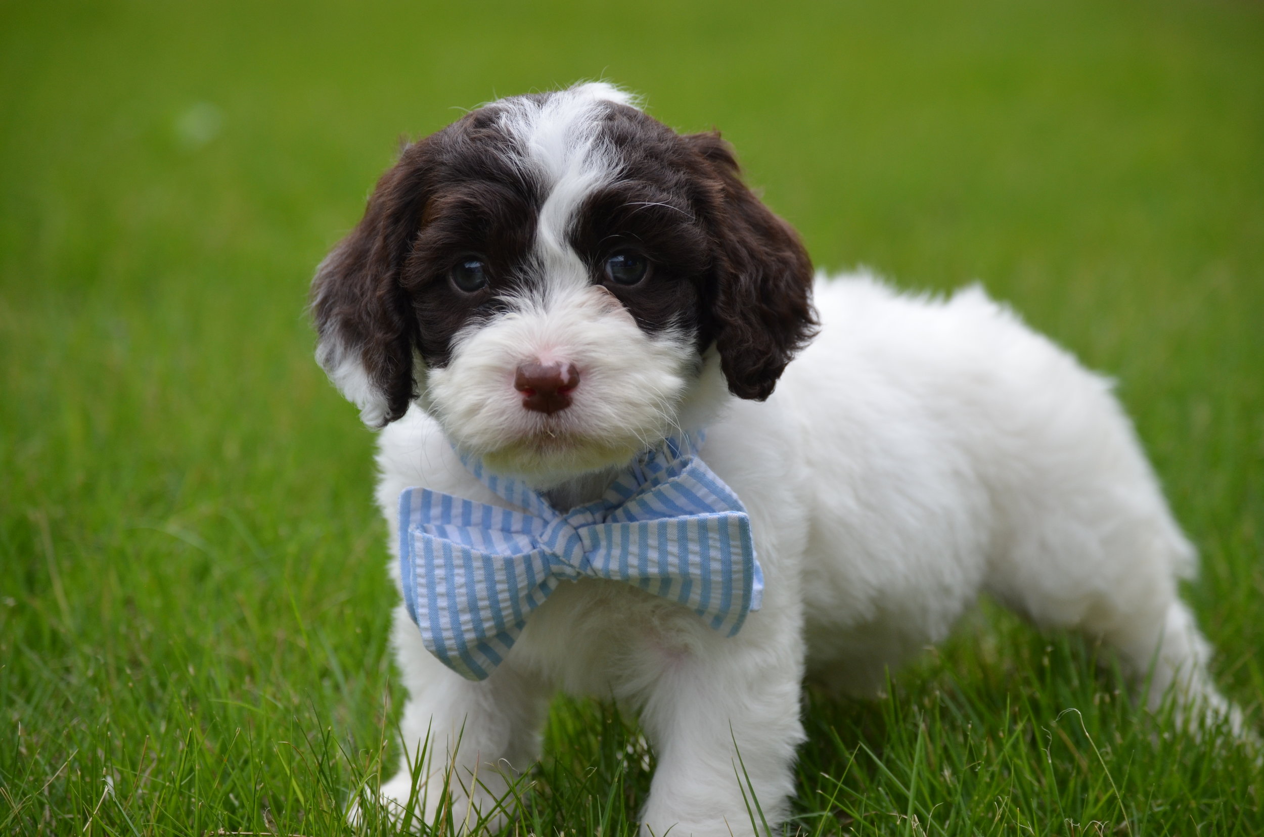 springerdoodle breeders near me