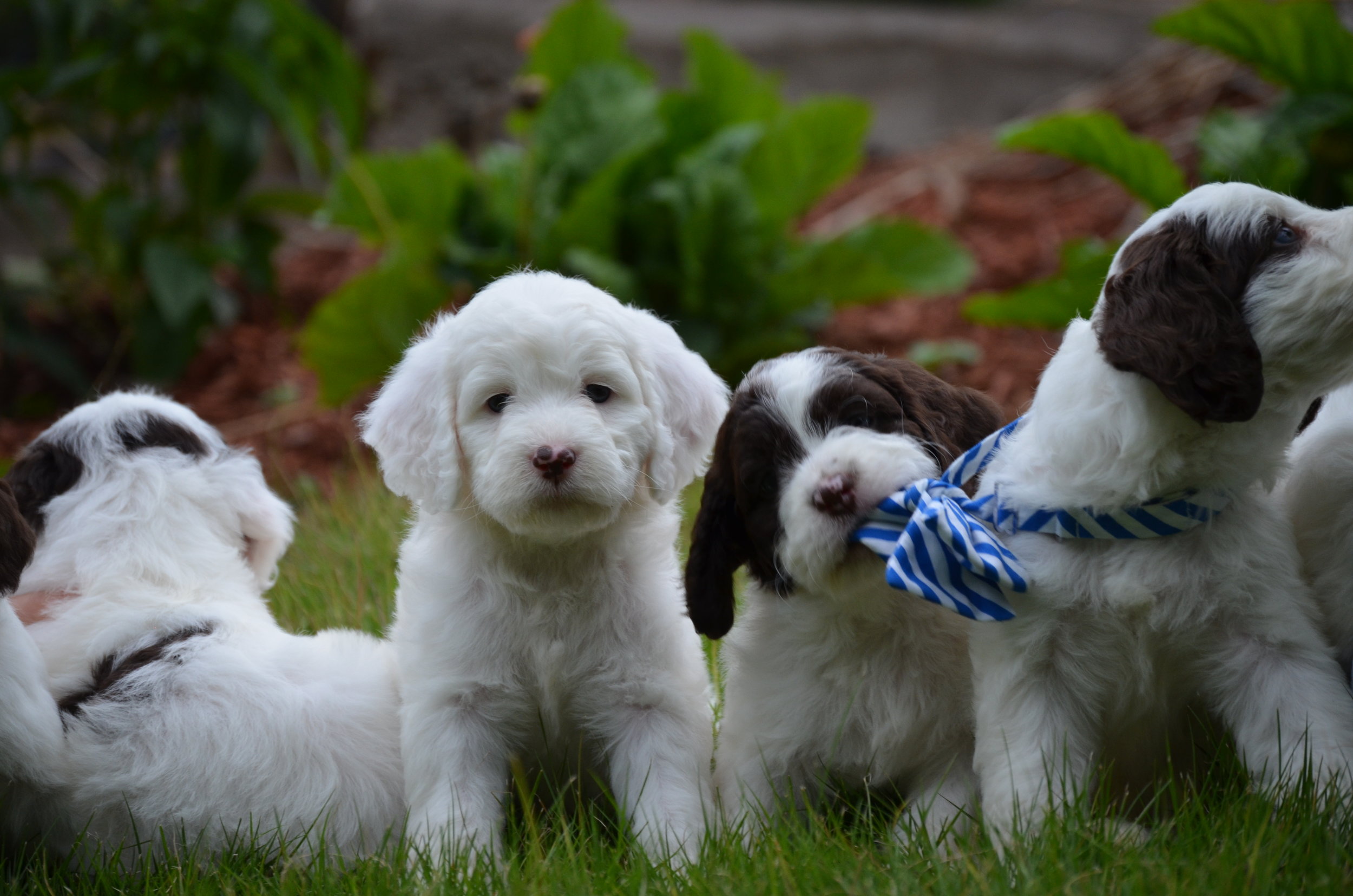 springerdoodle puppies near me