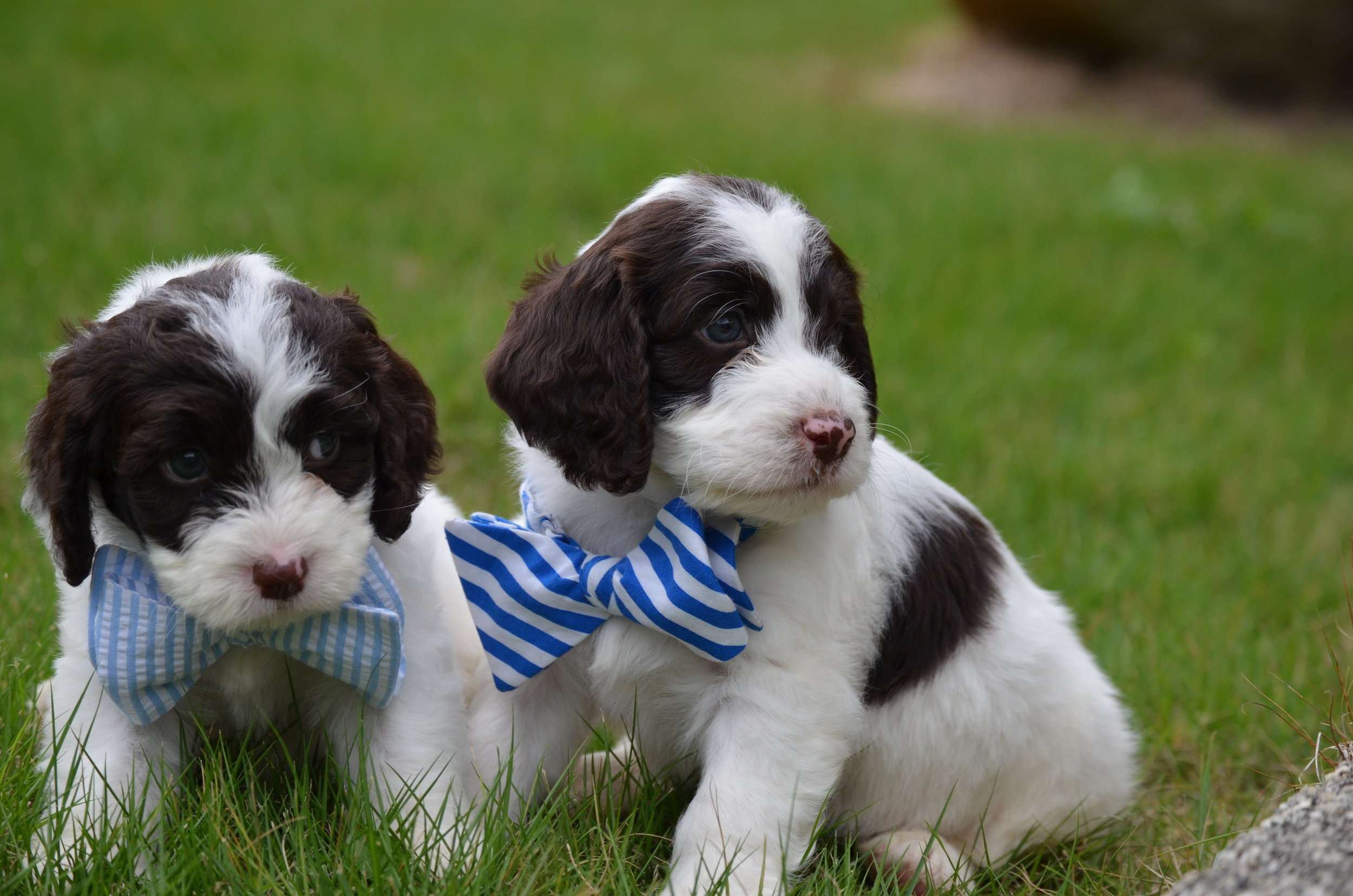 springer spaniel and poodle mix