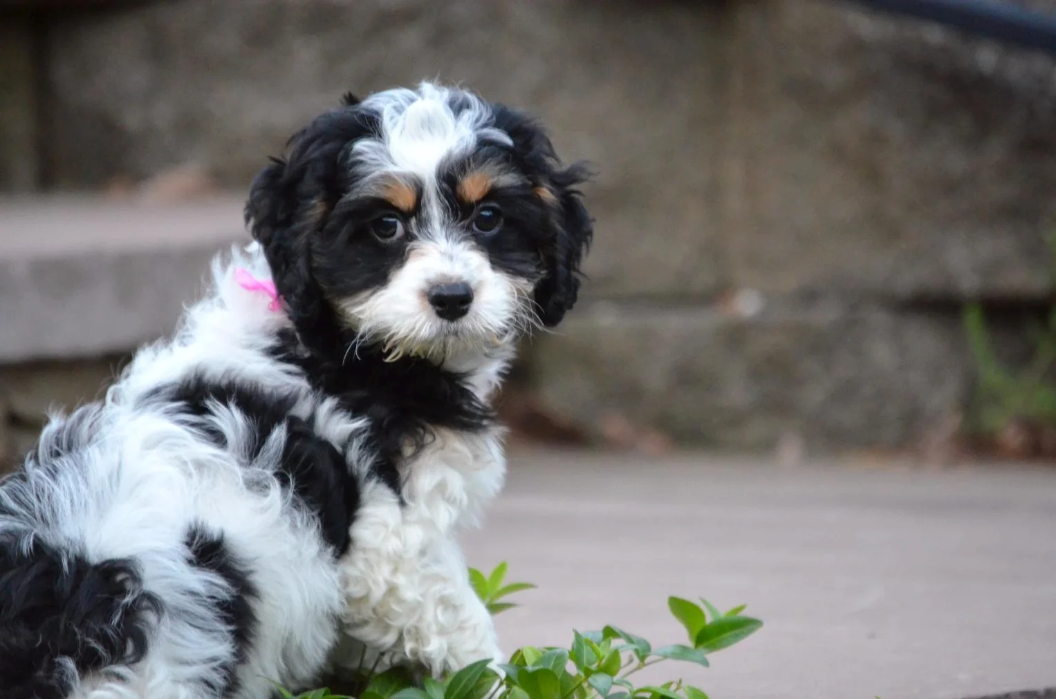springerdoodle breeders near me