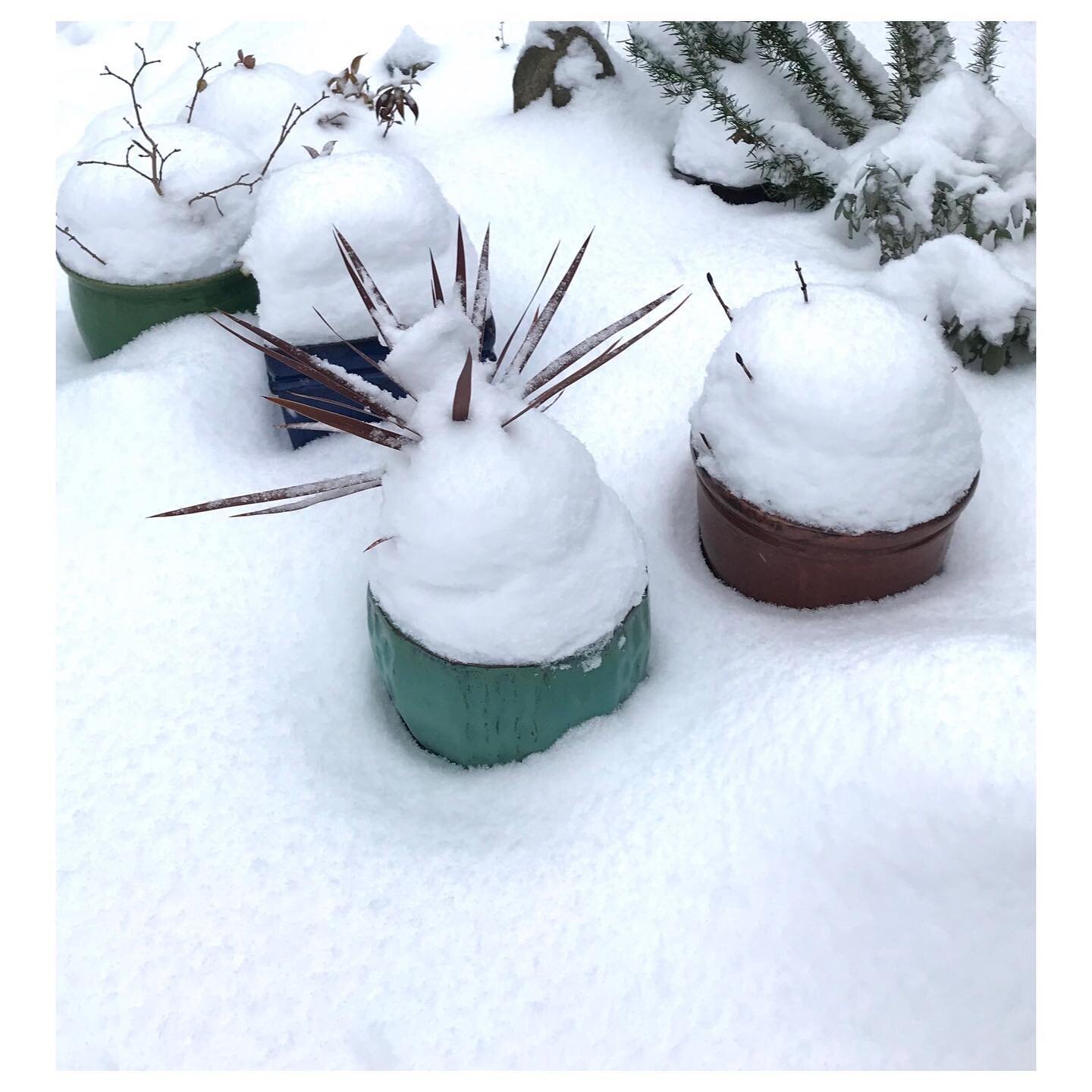 ❤️
It&rsquo;s another SNOW DAY❄️!

Looking forward to opening for regular hours next week!
Thurs. - Sun.  11-5:30.
.
.
.
#snowday #edmonds #driftwoodmodern #downtownedmonds