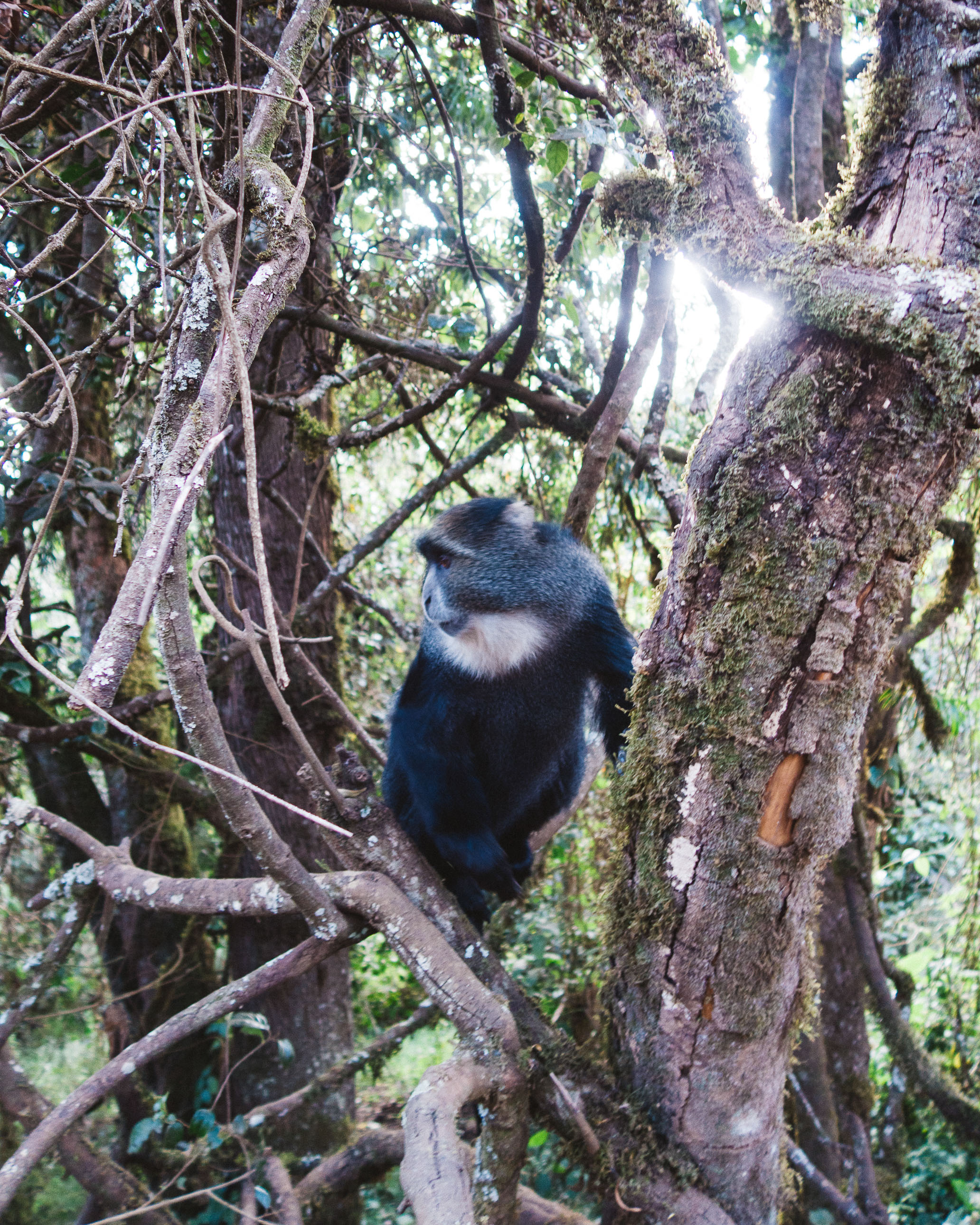 captainbarto-blog-adambartoshesky-misterspoils-mtkilimanjaro-tanzania-october2017-day1169.jpg