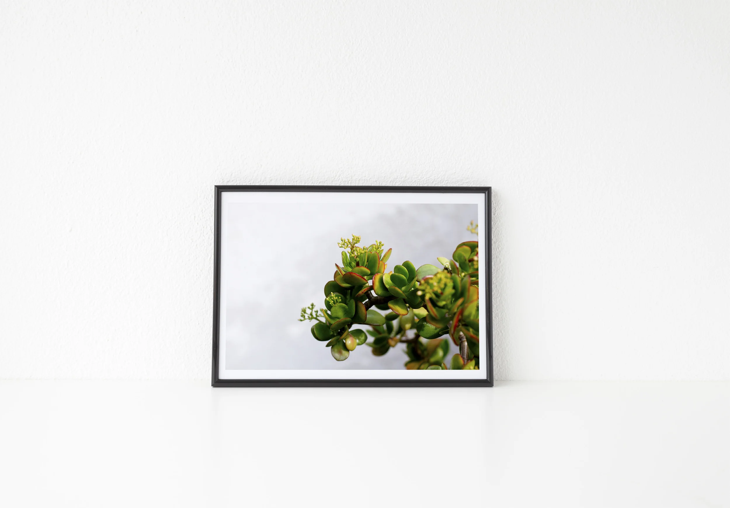 arid regions.jpg