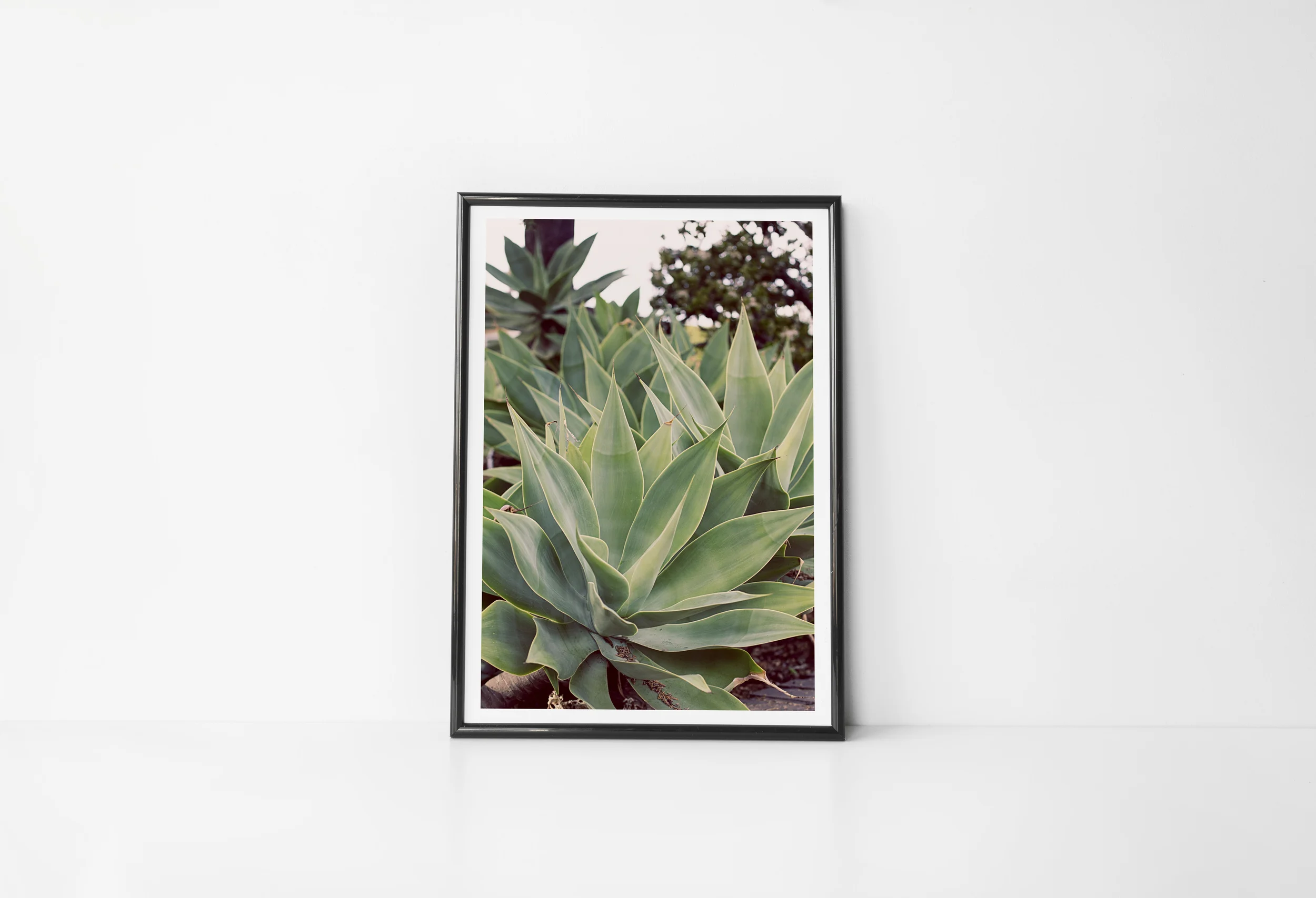 especially as houseplants.jpg