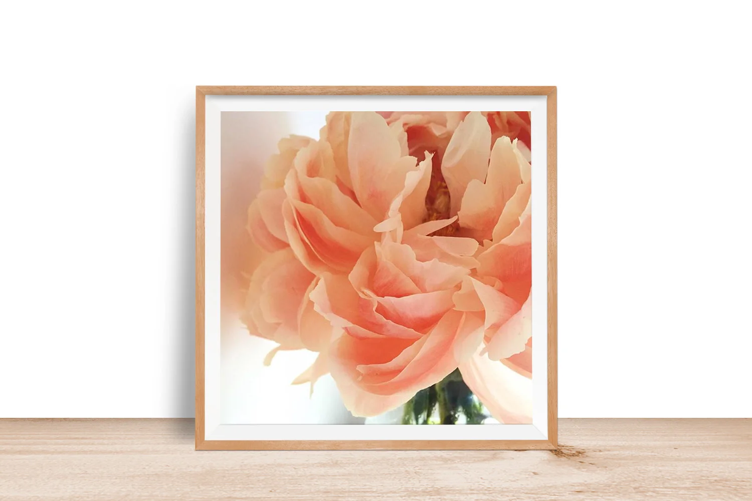 giant peach peony mocked.jpg