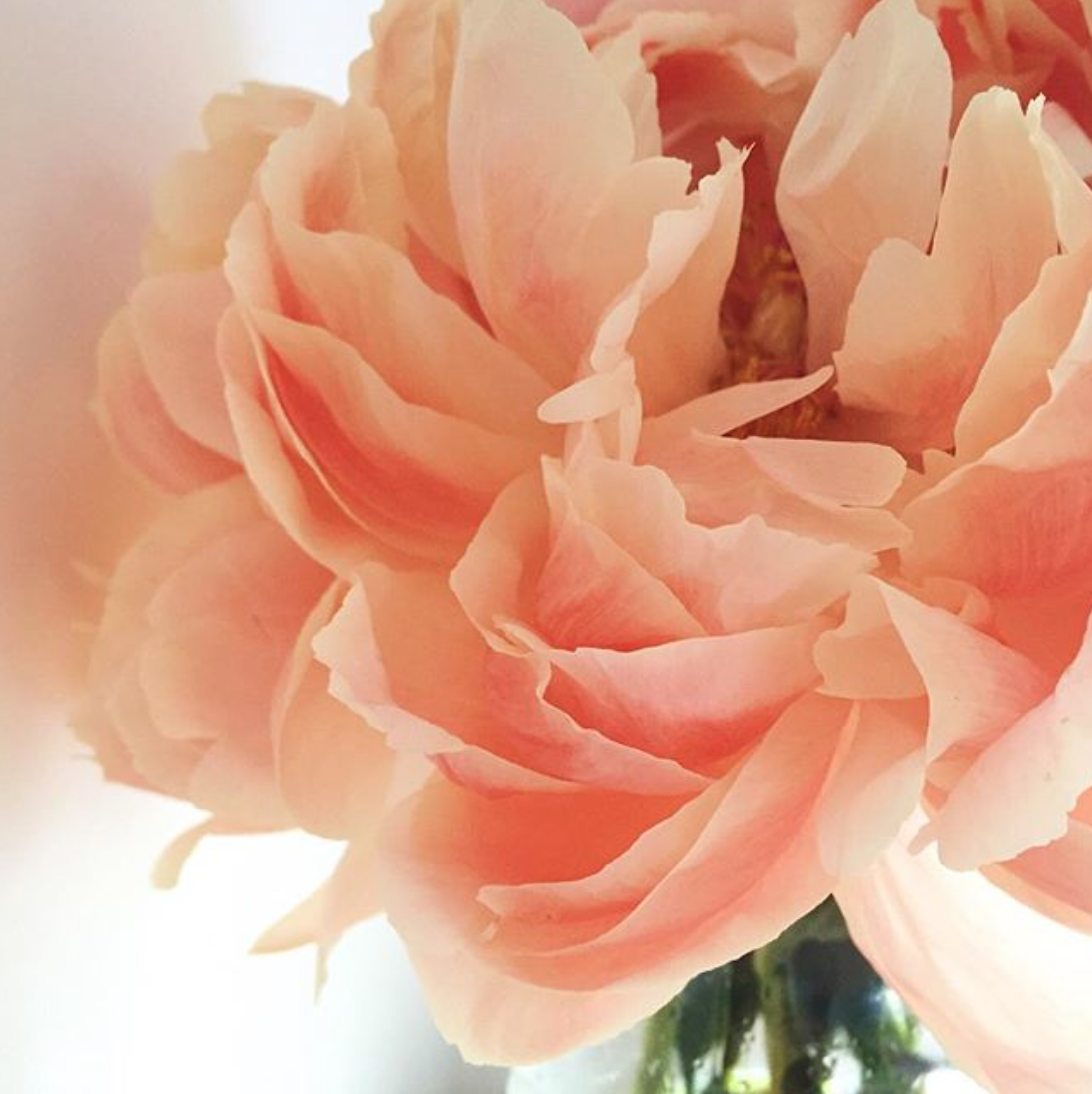 giant peach peony.png