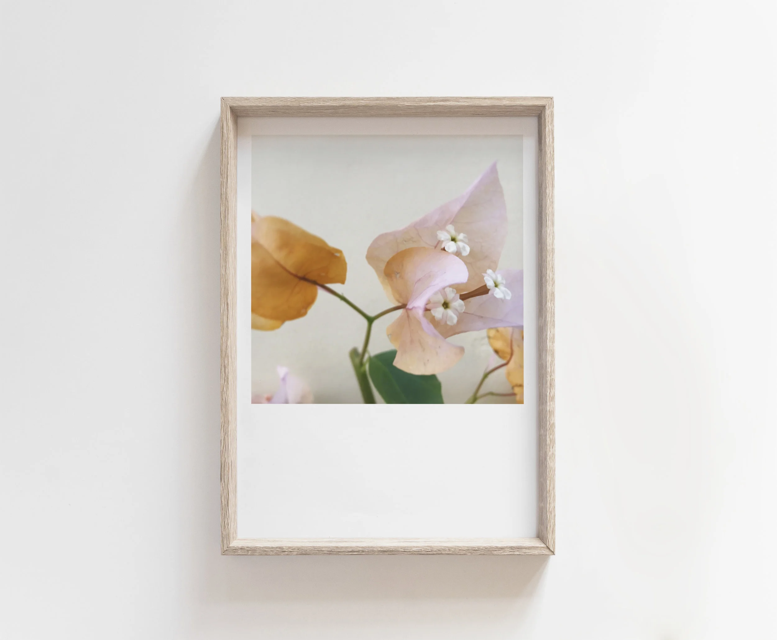 papery bracts framed.jpg